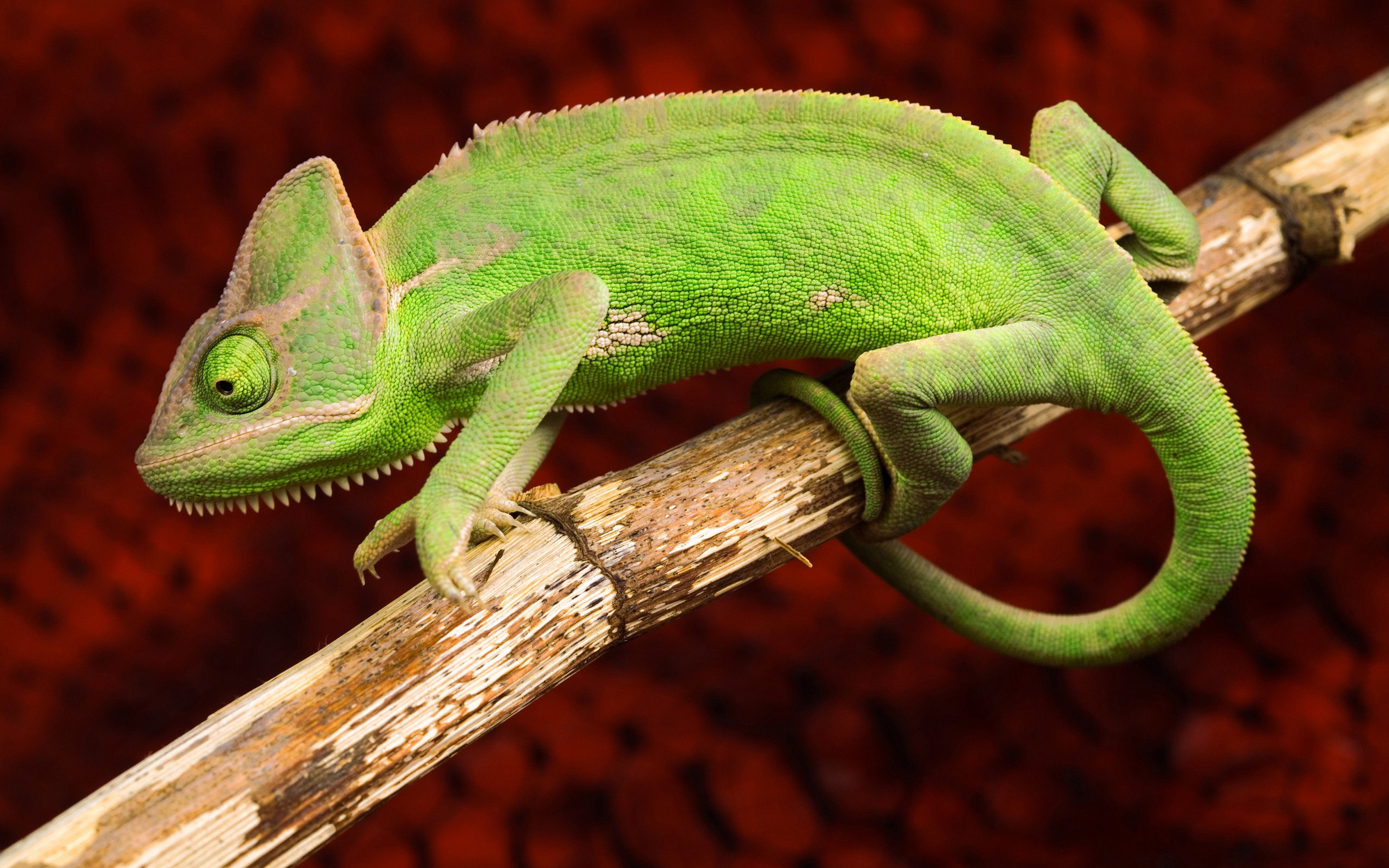 Green Chameleon On Branch Red Background Wide Hd Wallpaper ...