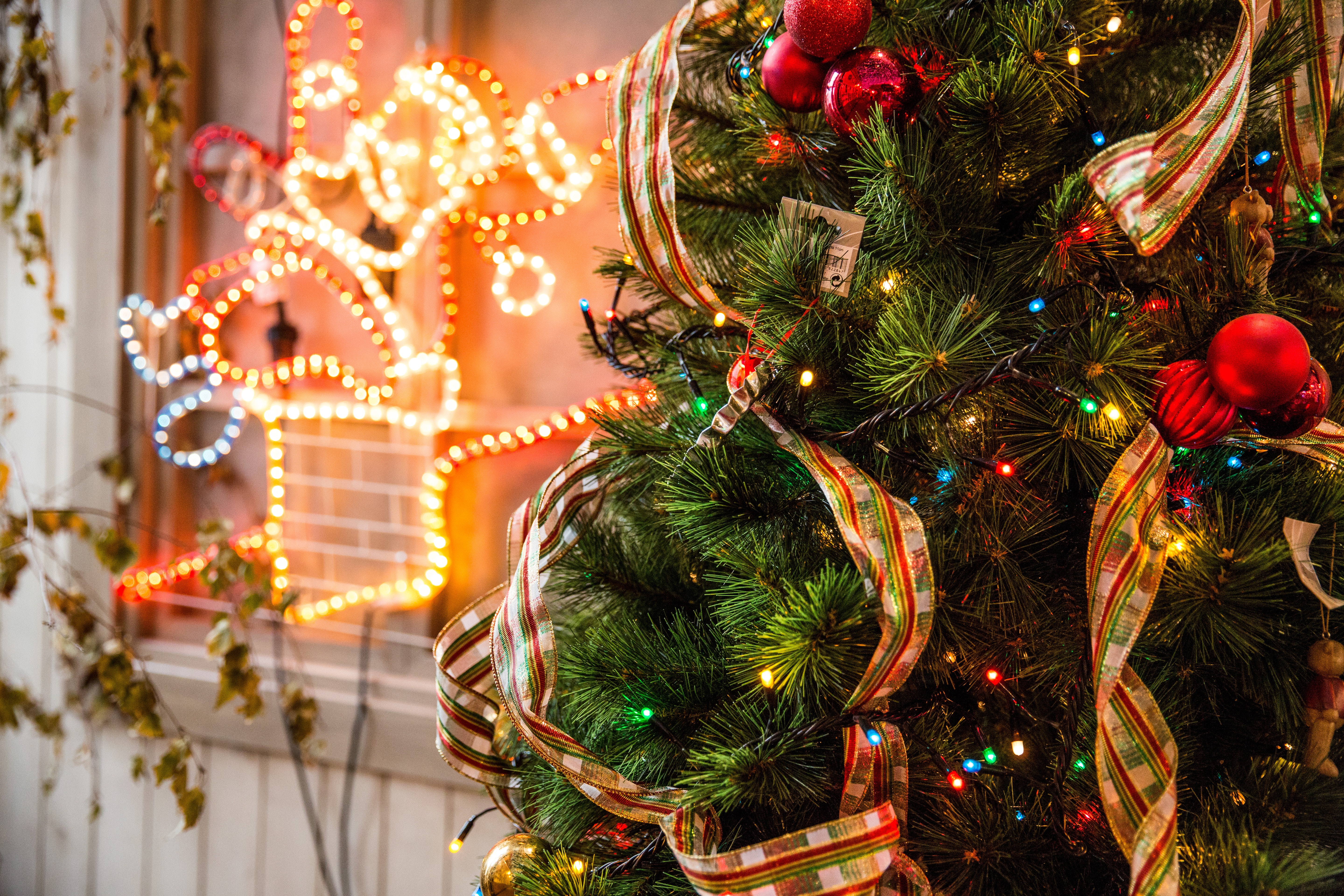 Green Christmas Tree, Bright, Season, Night, Ornate, HQ Photo