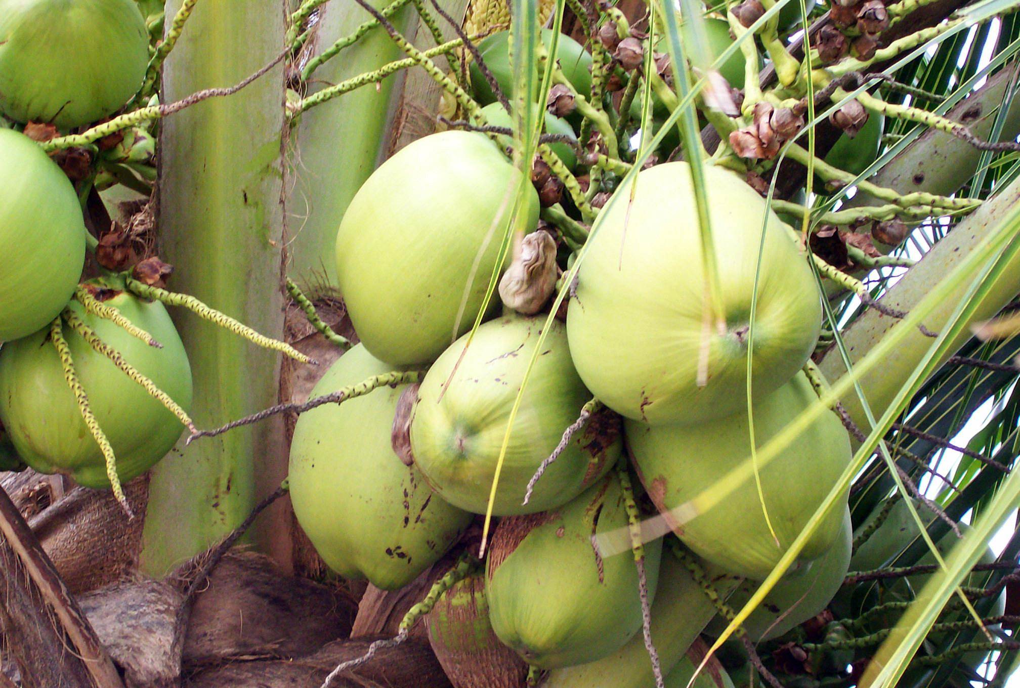Nutritional Benefits of Eating Green Coconuts | Eat Live Life