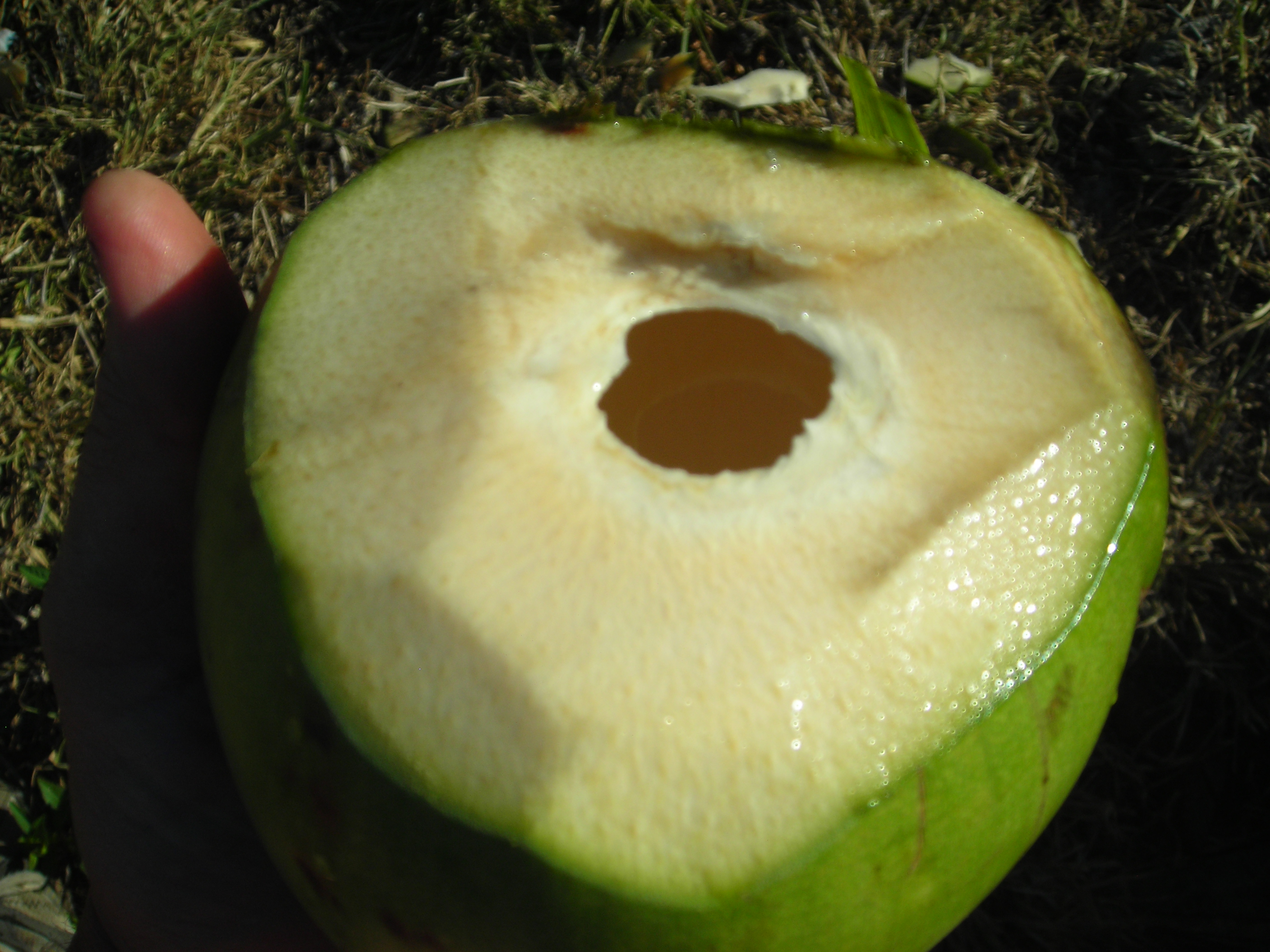How to open green coconuts for water | Florida Hillbilly