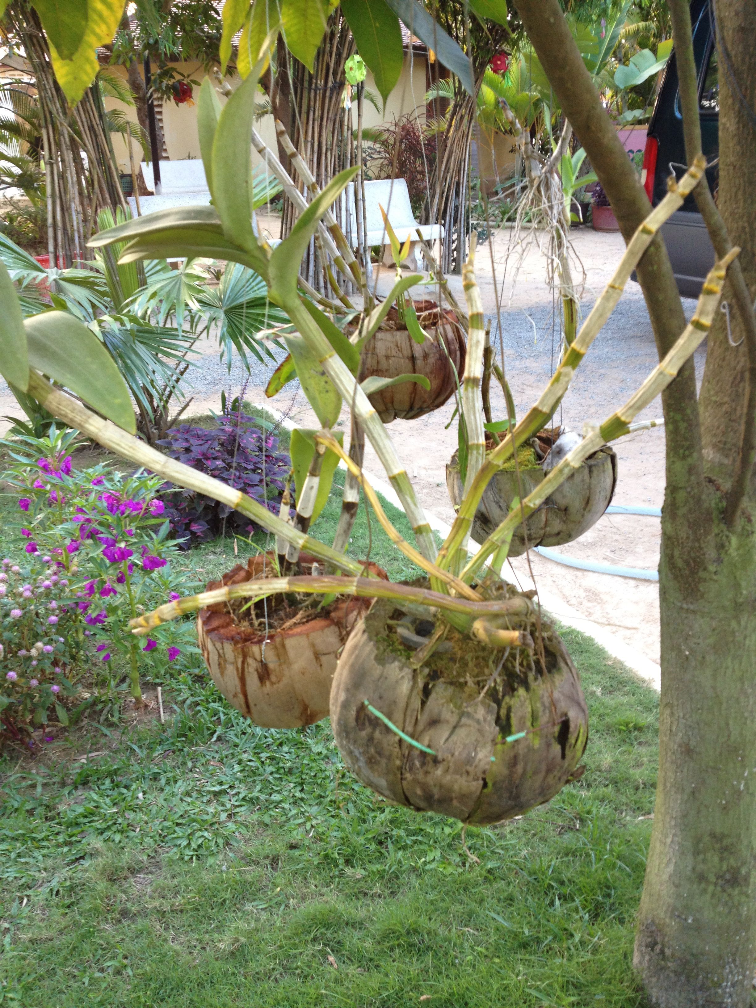 coconut shell hanging baskets | garden love | Pinterest | Coconut ...