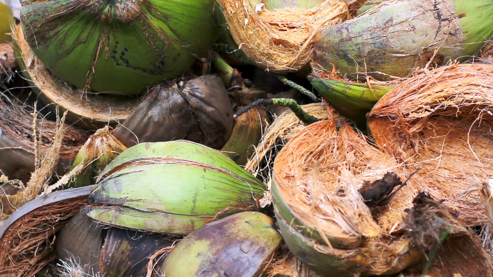 green coconut shell close up Stock Video Footage - VideoBlocks