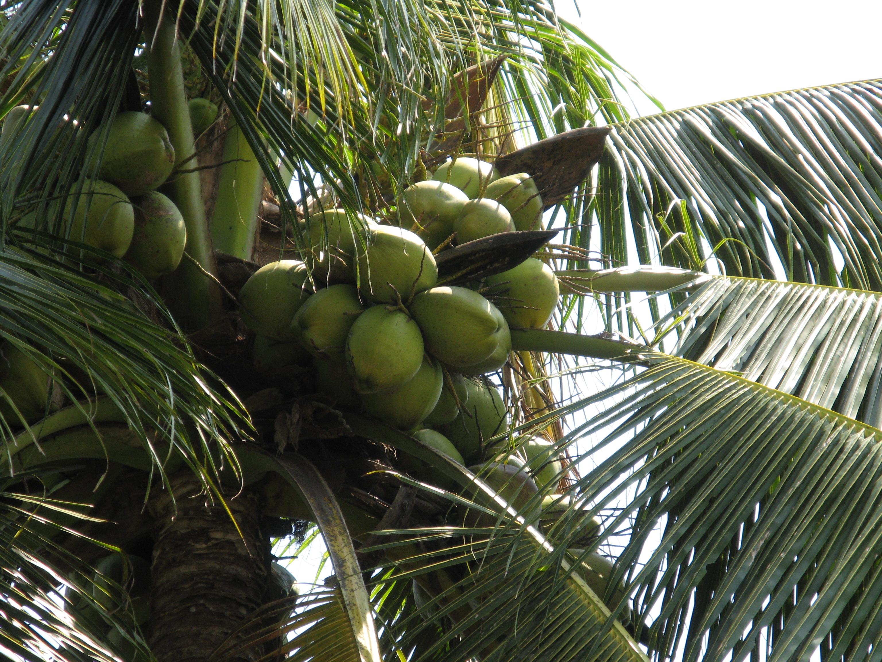 File:Coconut green.JPG - Wikimedia Commons