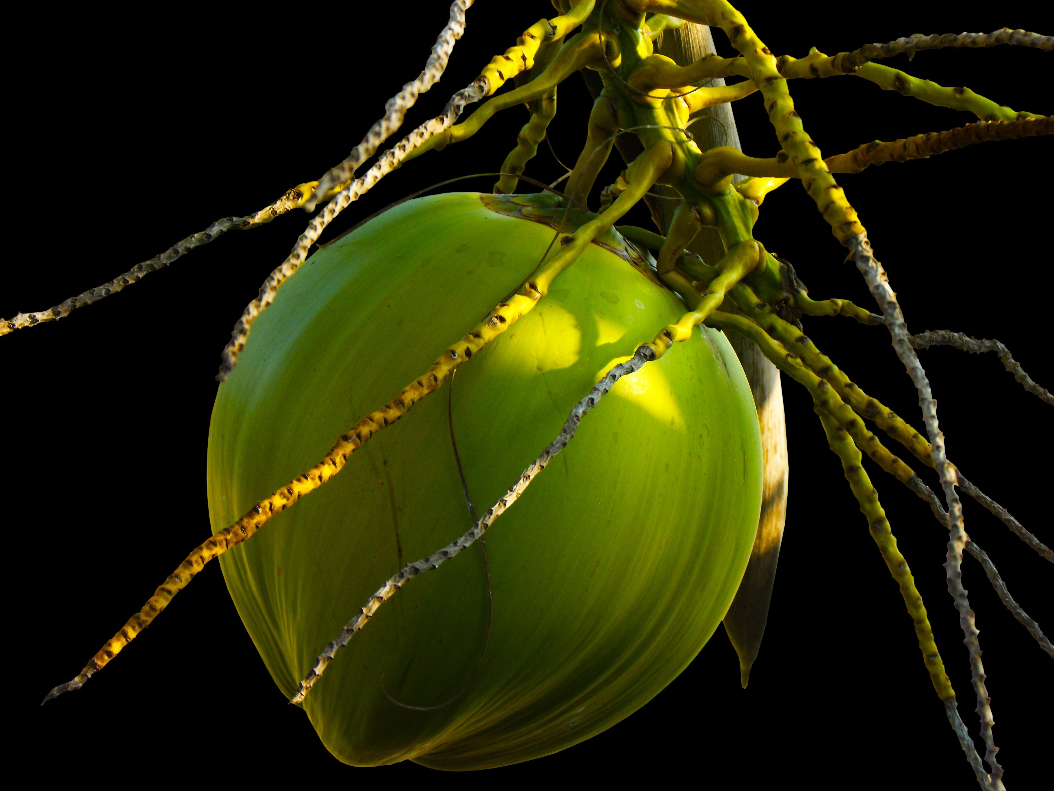 Green coconut shell photo