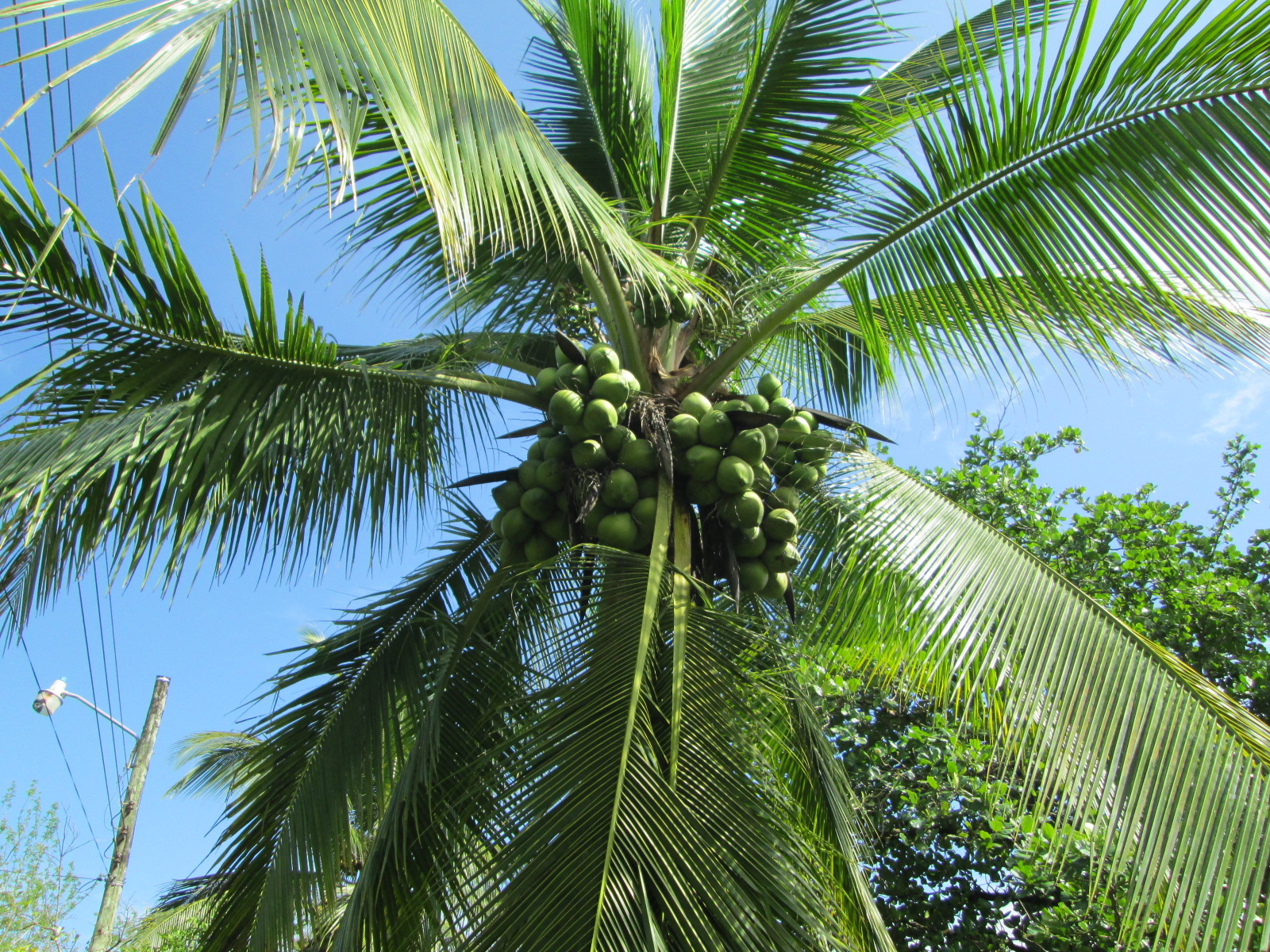 Nuts for coconuts, the amazing ways of consuming this exotic fruit ...