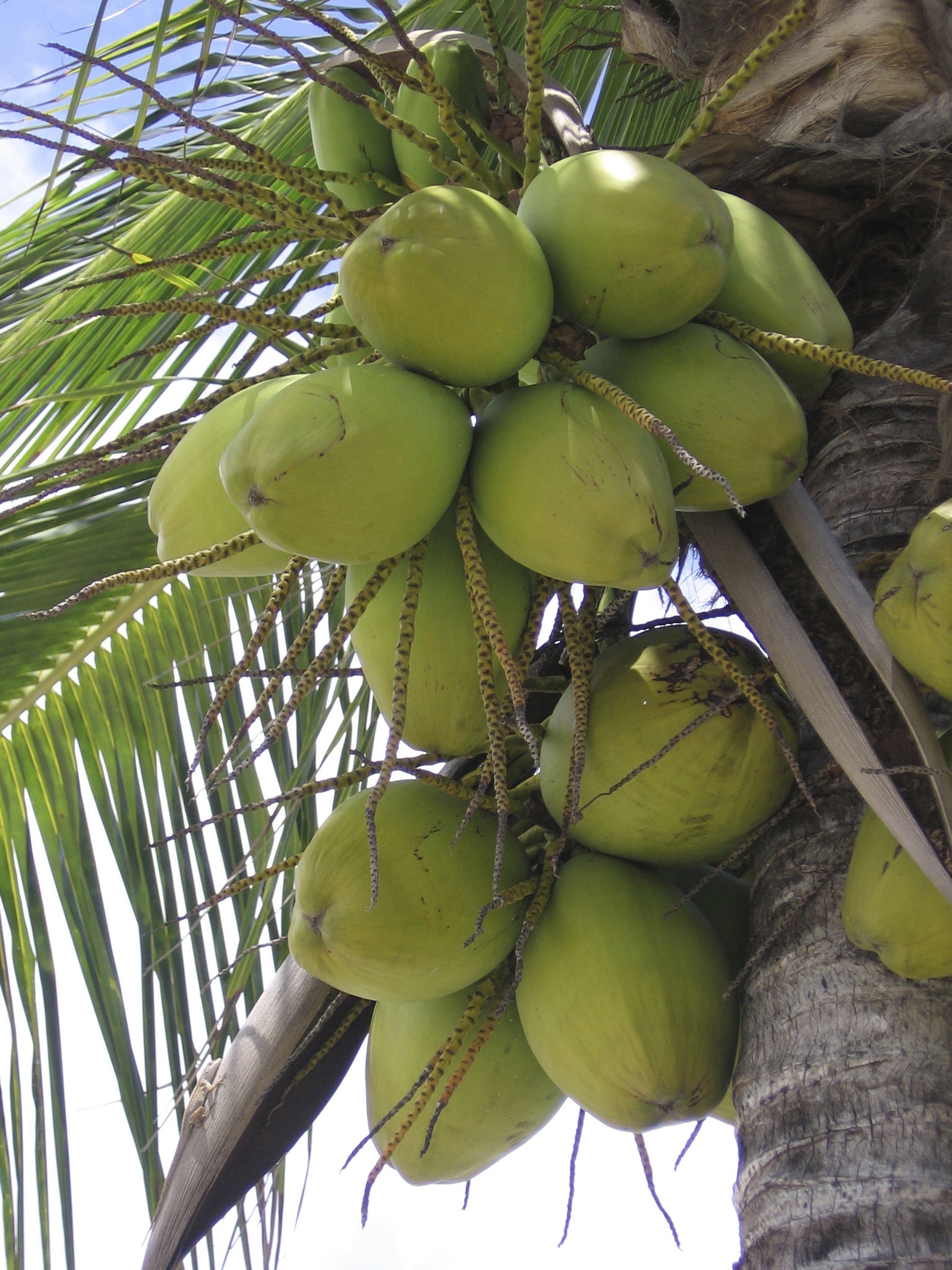 Travel-green-coconuts.jpg 2.560×3.413 pixels | COQUEIRO | Pinterest ...
