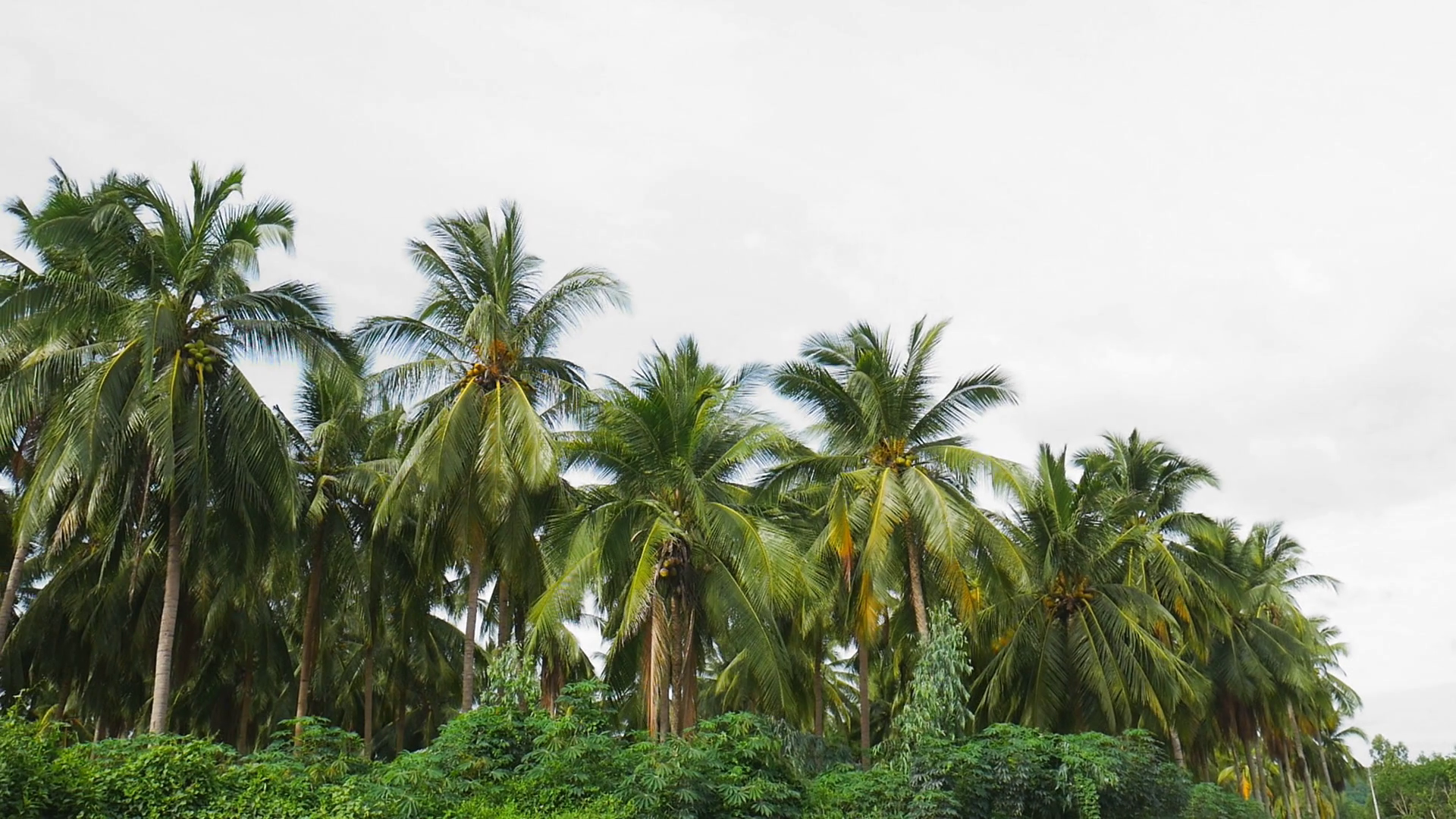 Coconut tree , video smooth panning of green coconut farm in Eastern ...