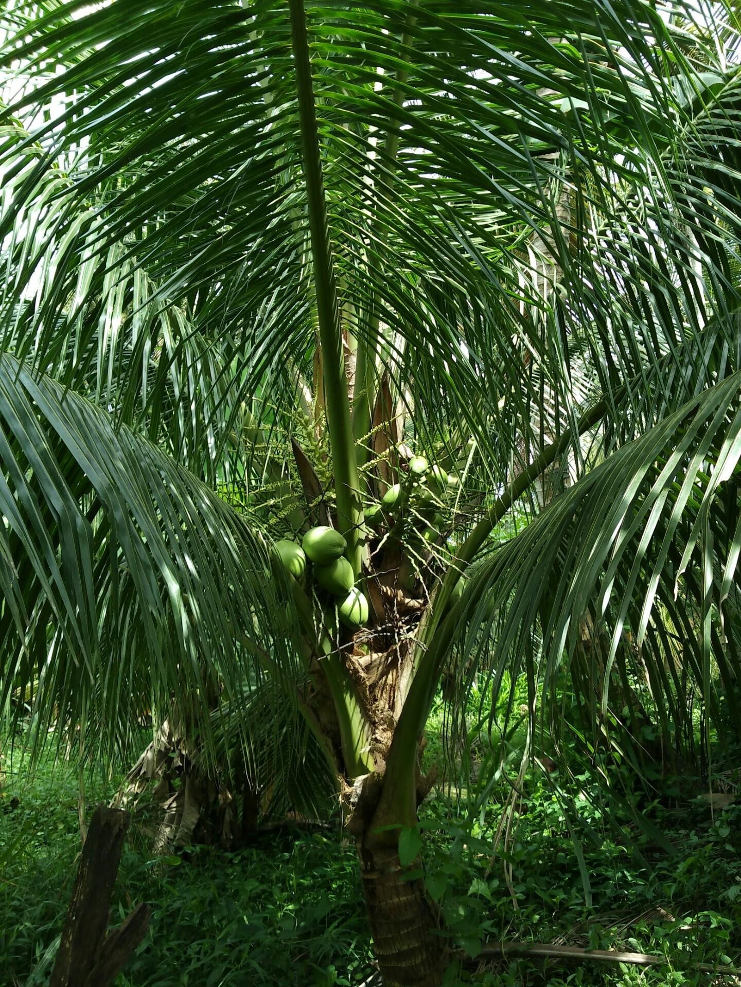 Green coconut tree - my second post — Steemit