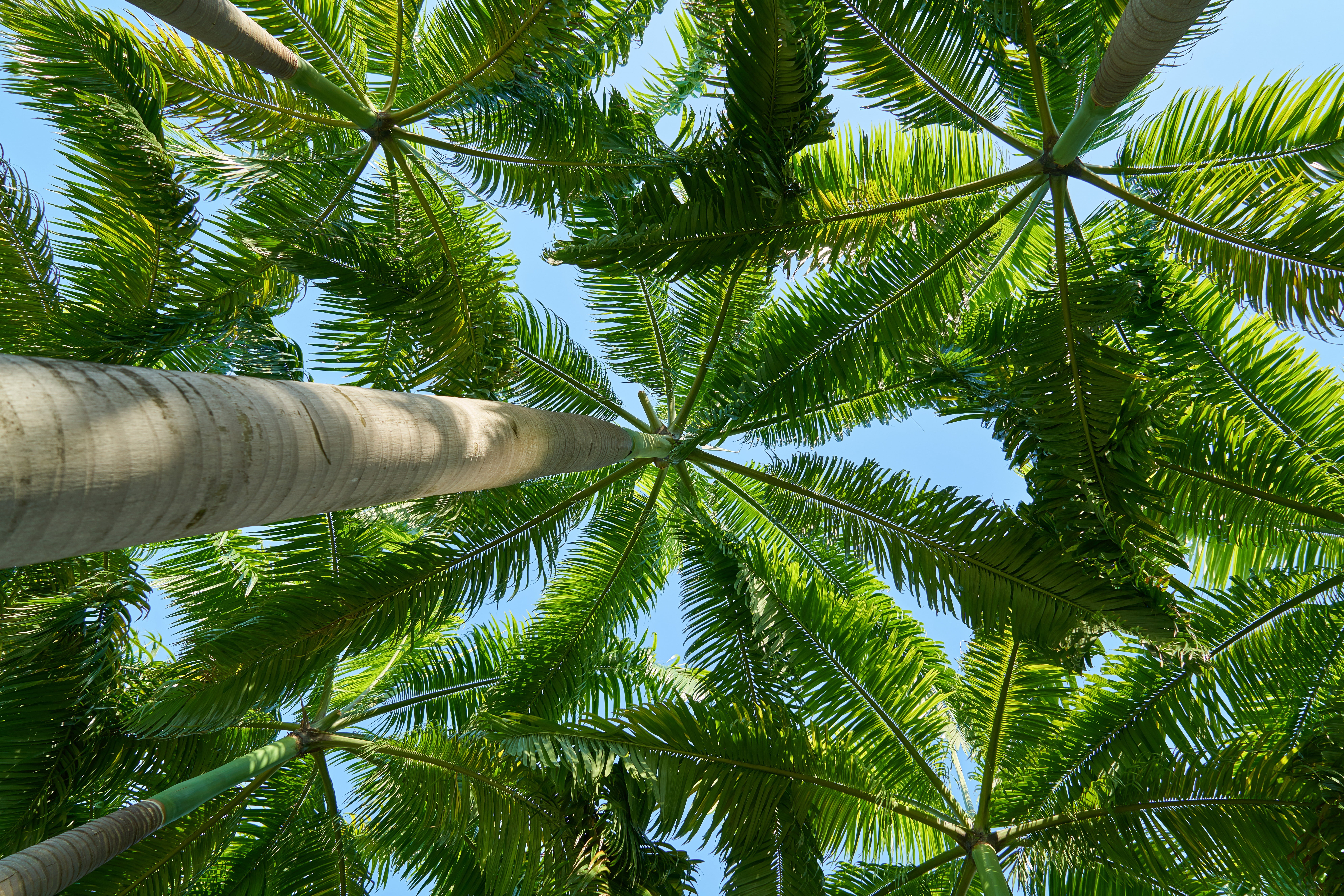 Low angle photo of green coconut trees during daytime HD wallpaper ...