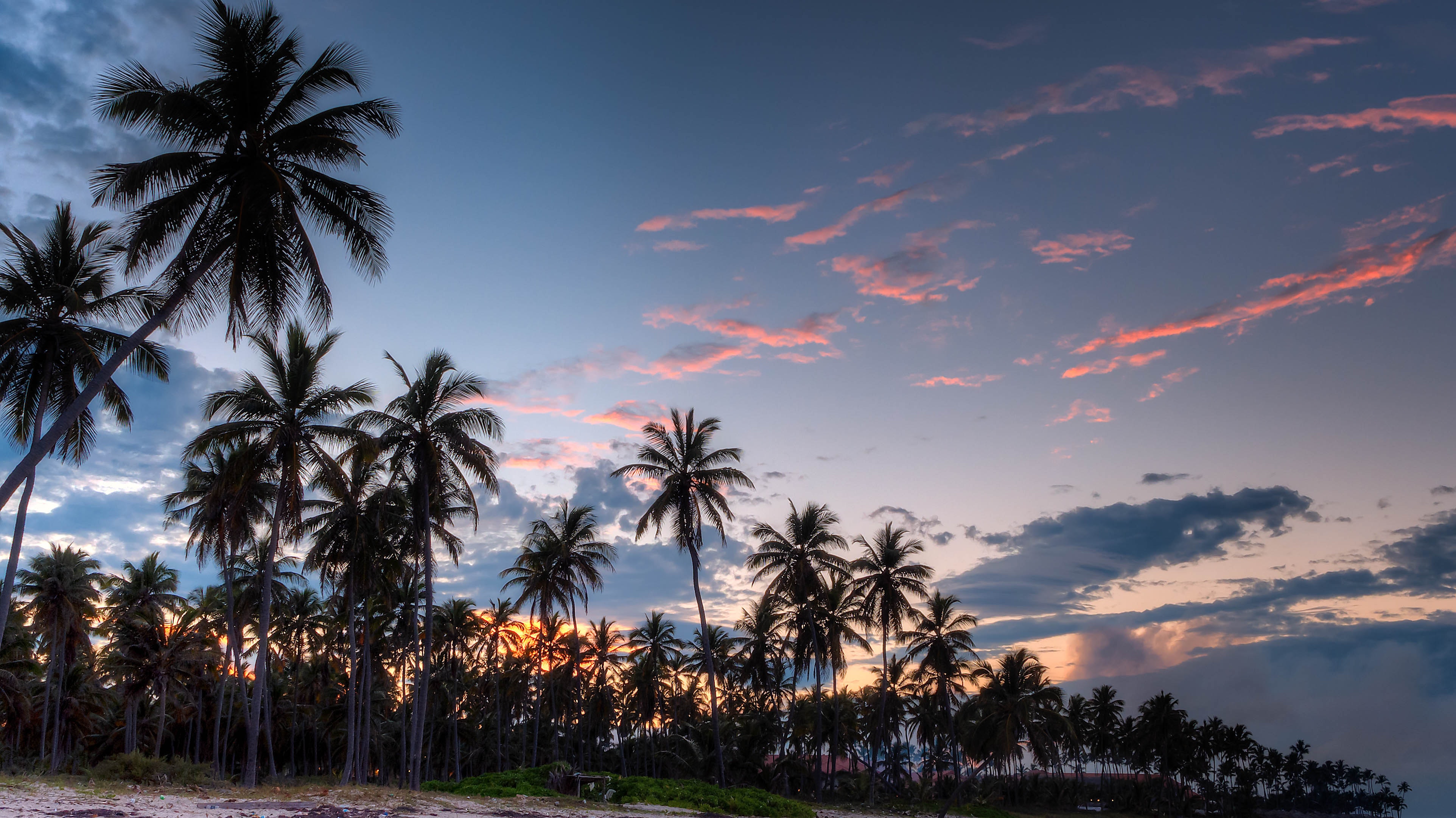 Green coconut trees during daytime photo