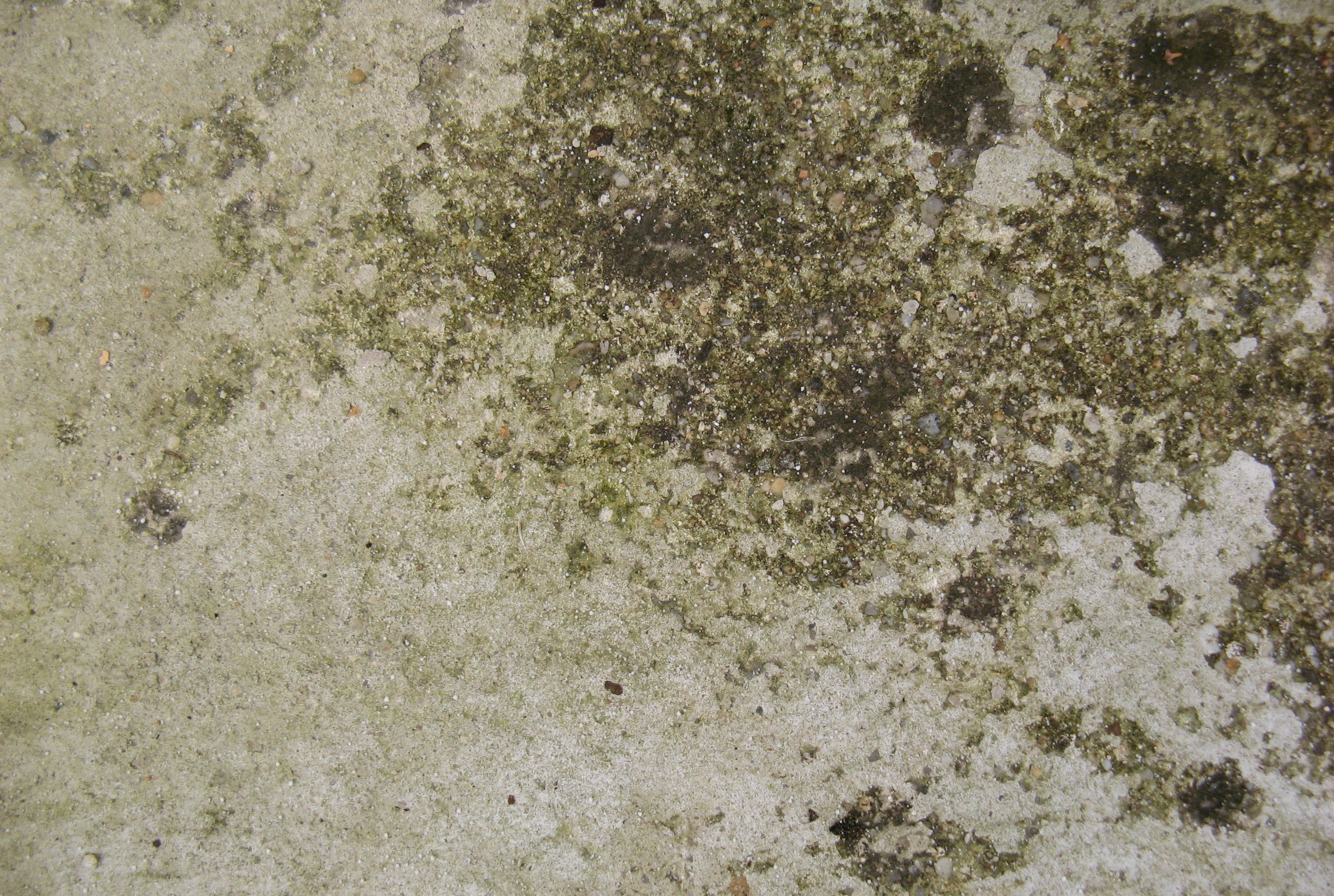 Free Concrete / Grunge texture (algae, green)