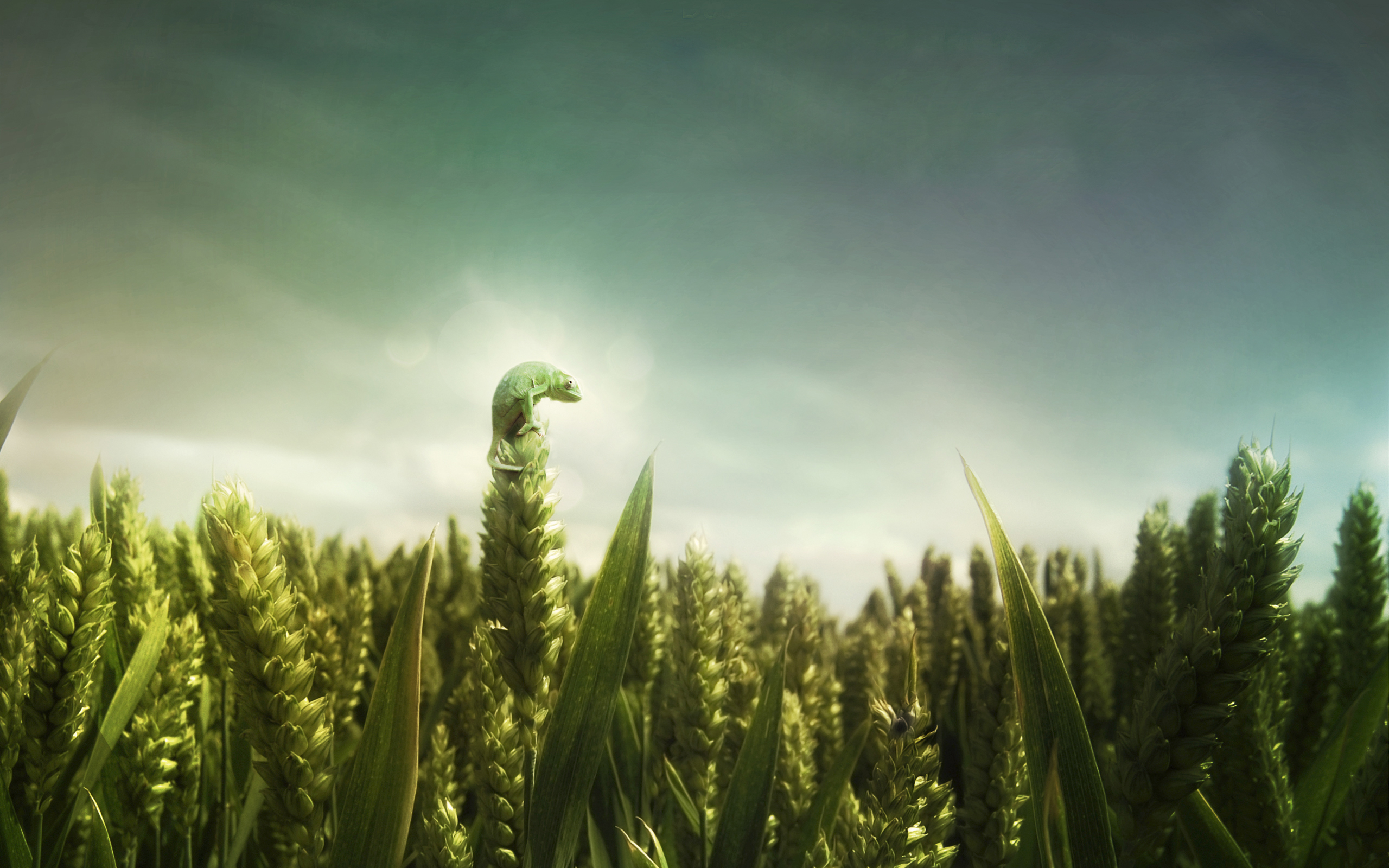 Green Cornfield by Gal Anonim - Desktop Wallpaper