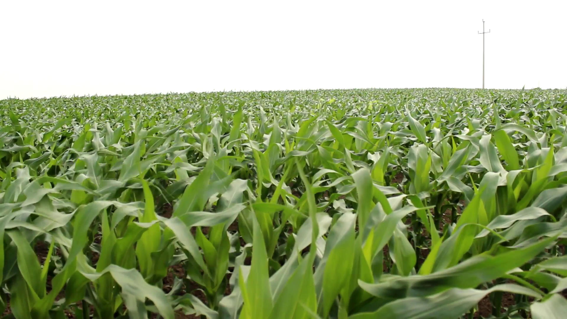 Young Green Corn Field 03.mov Stock Video Footage - VideoBlocks