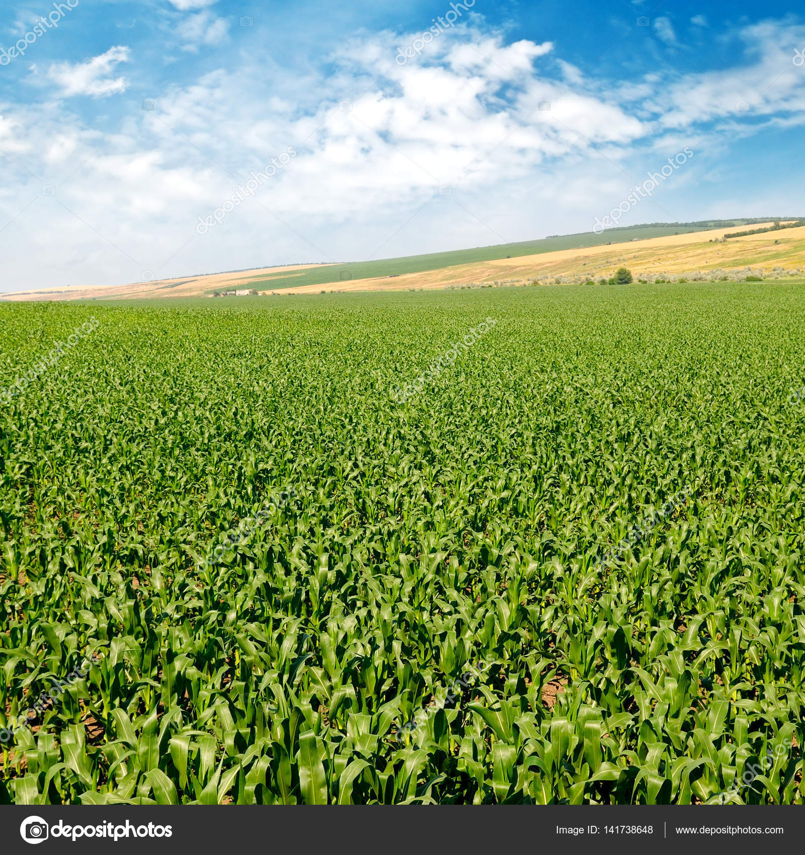 green corn field and blue sky — Stock Photo © Alinamd #141738648