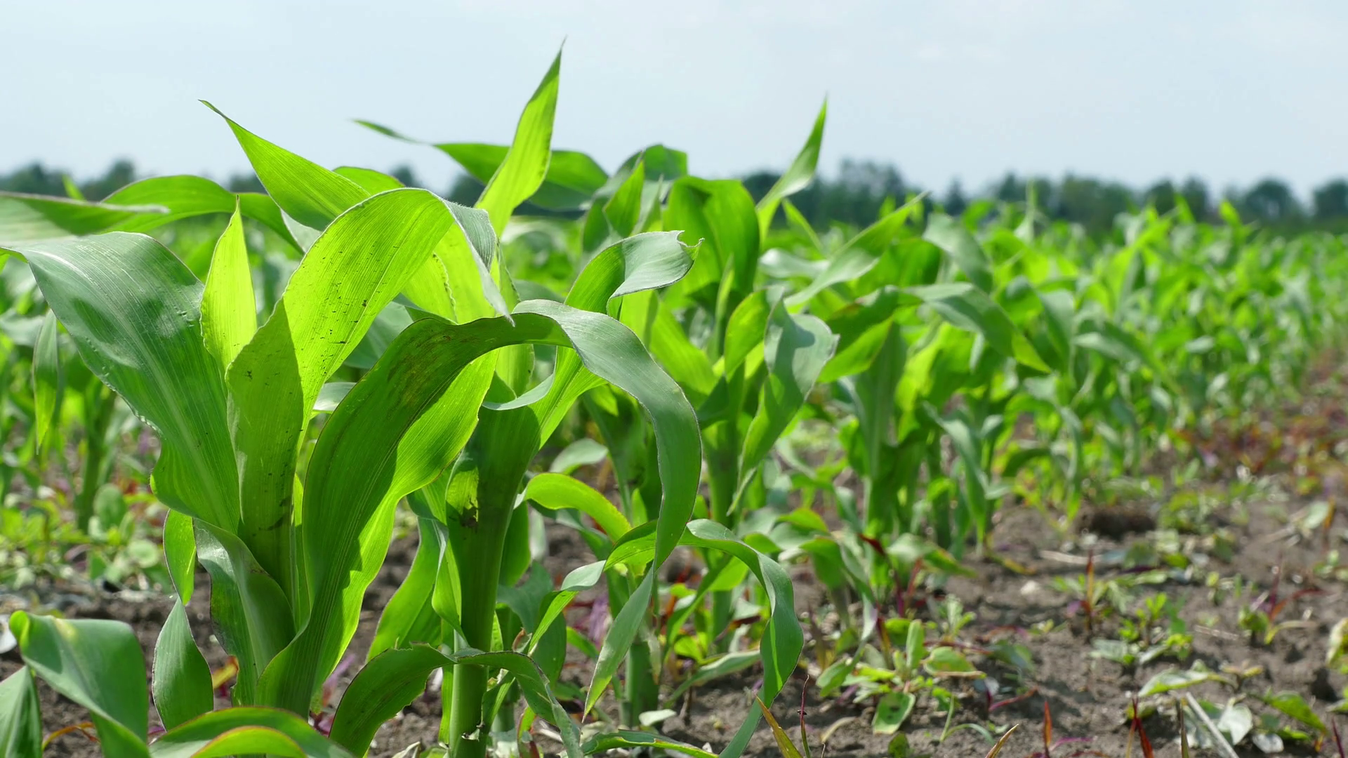 Green corn field landscape Stock Video Footage - VideoBlocks