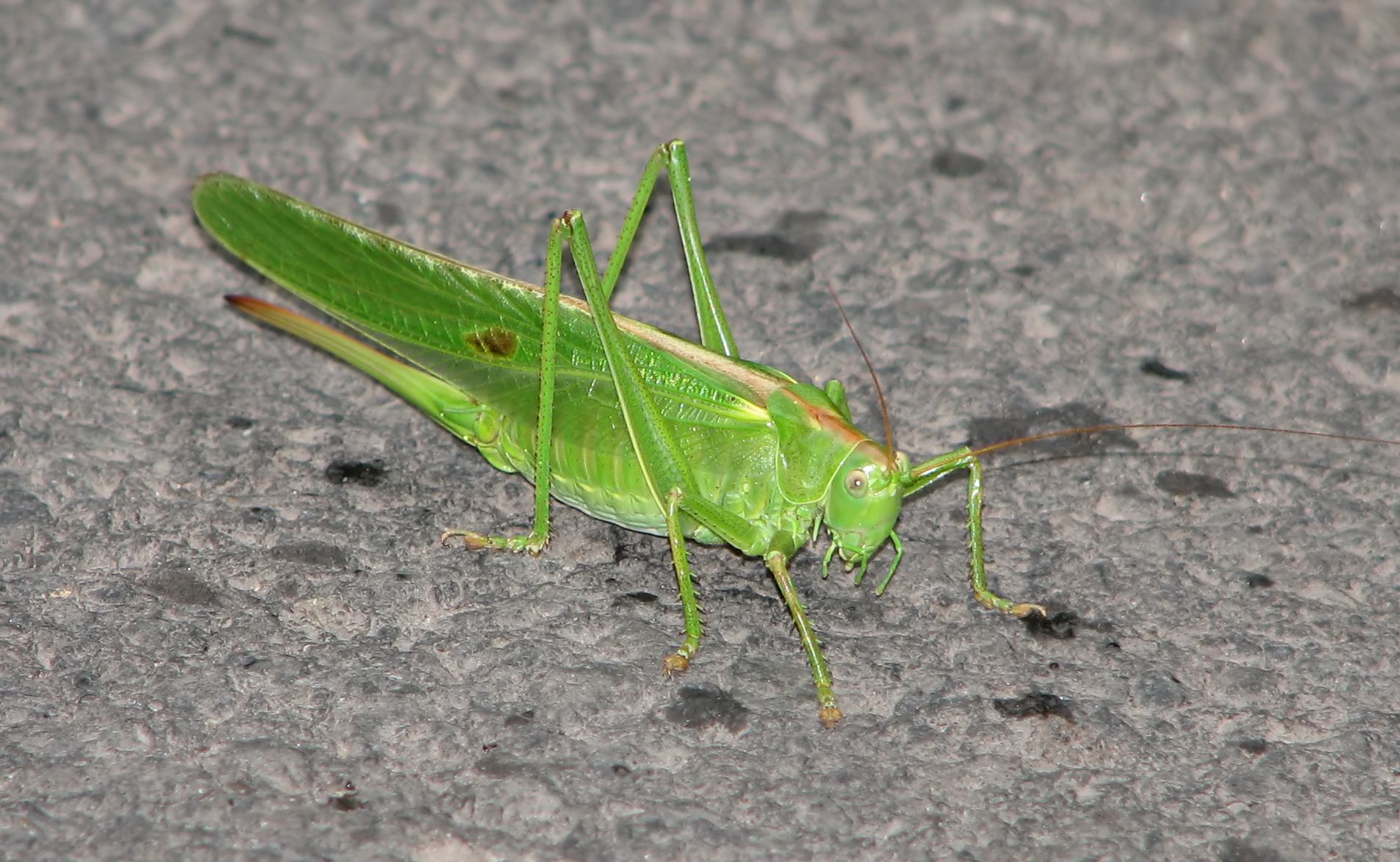 Green cricket photo