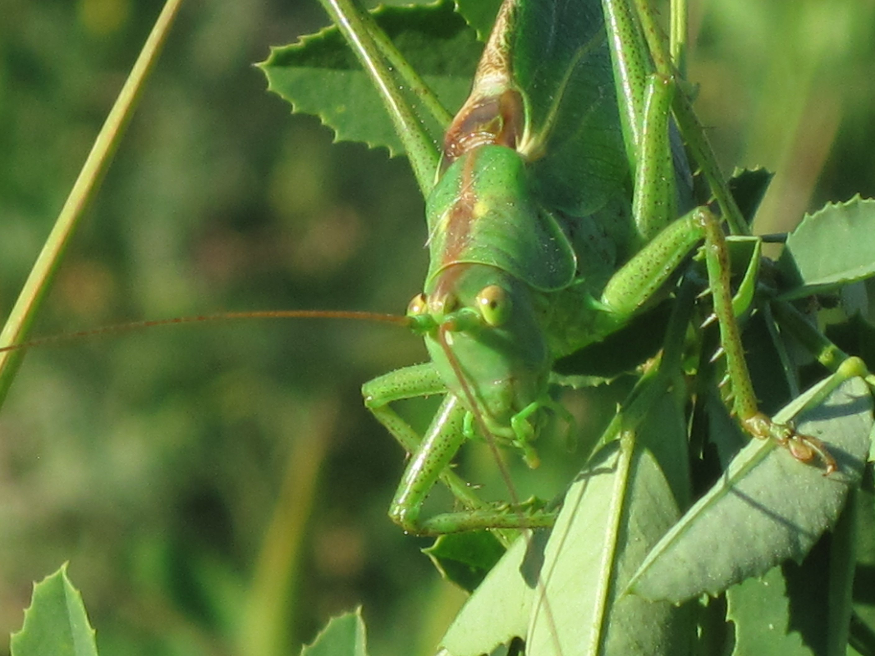 File:Tettigonia viridissima (Great Green Bush-Cricket), Arnhem, the ...