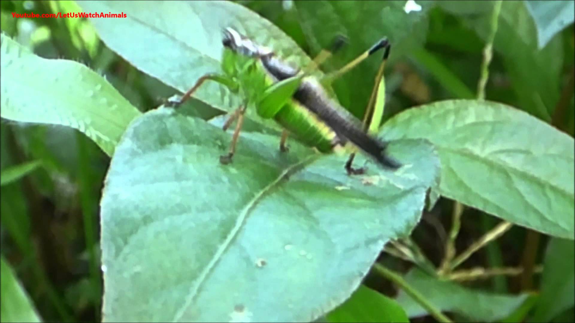 Green Cricket Making Sounds - YouTube