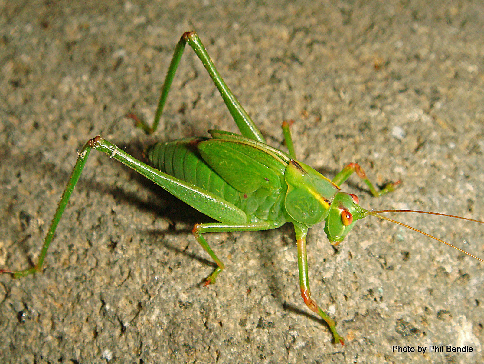 Free Photo Green Cricket Bug Cricket Green Free Download Jooinn