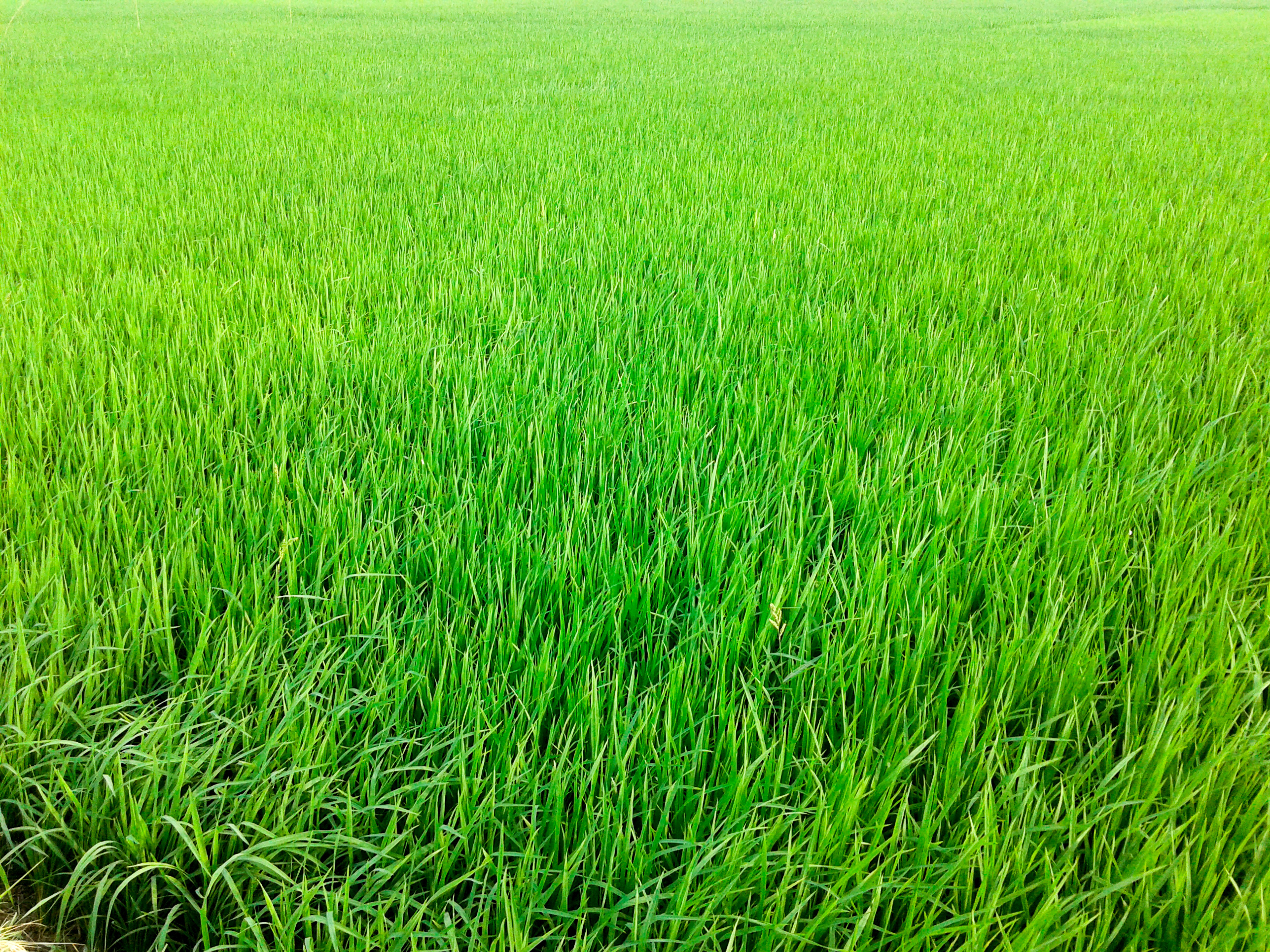 File:Green Crop Fields.jpeg - Wikimedia Commons