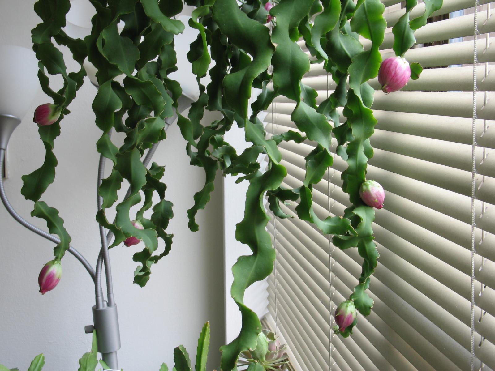 Curly Locks Orchid Cactus Care: Learn About Epiphyllum Curly Locks Plant