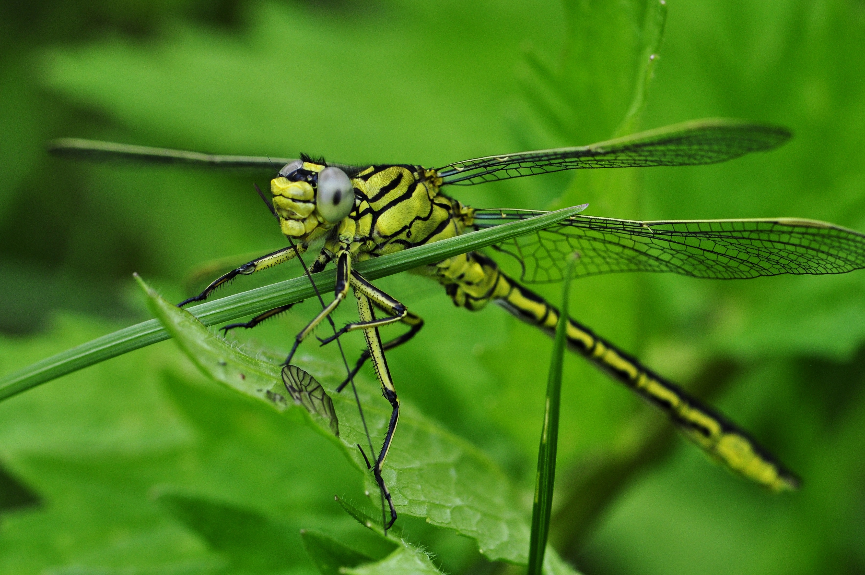 Green and Black Dragonfly on Green Leaf during Daytime · Free Stock ...