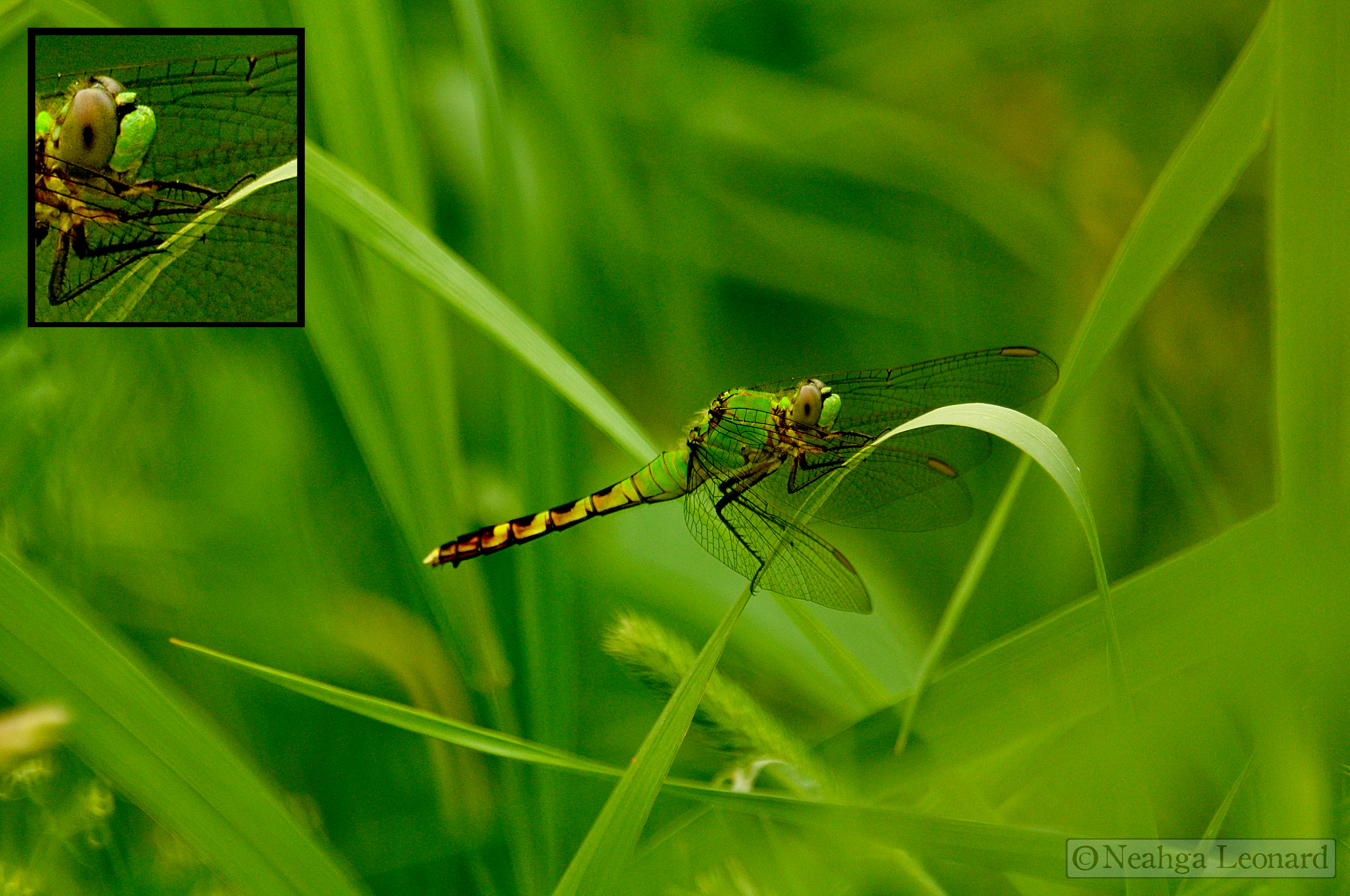 The Mighty Dragonfly « Writing for Nature
