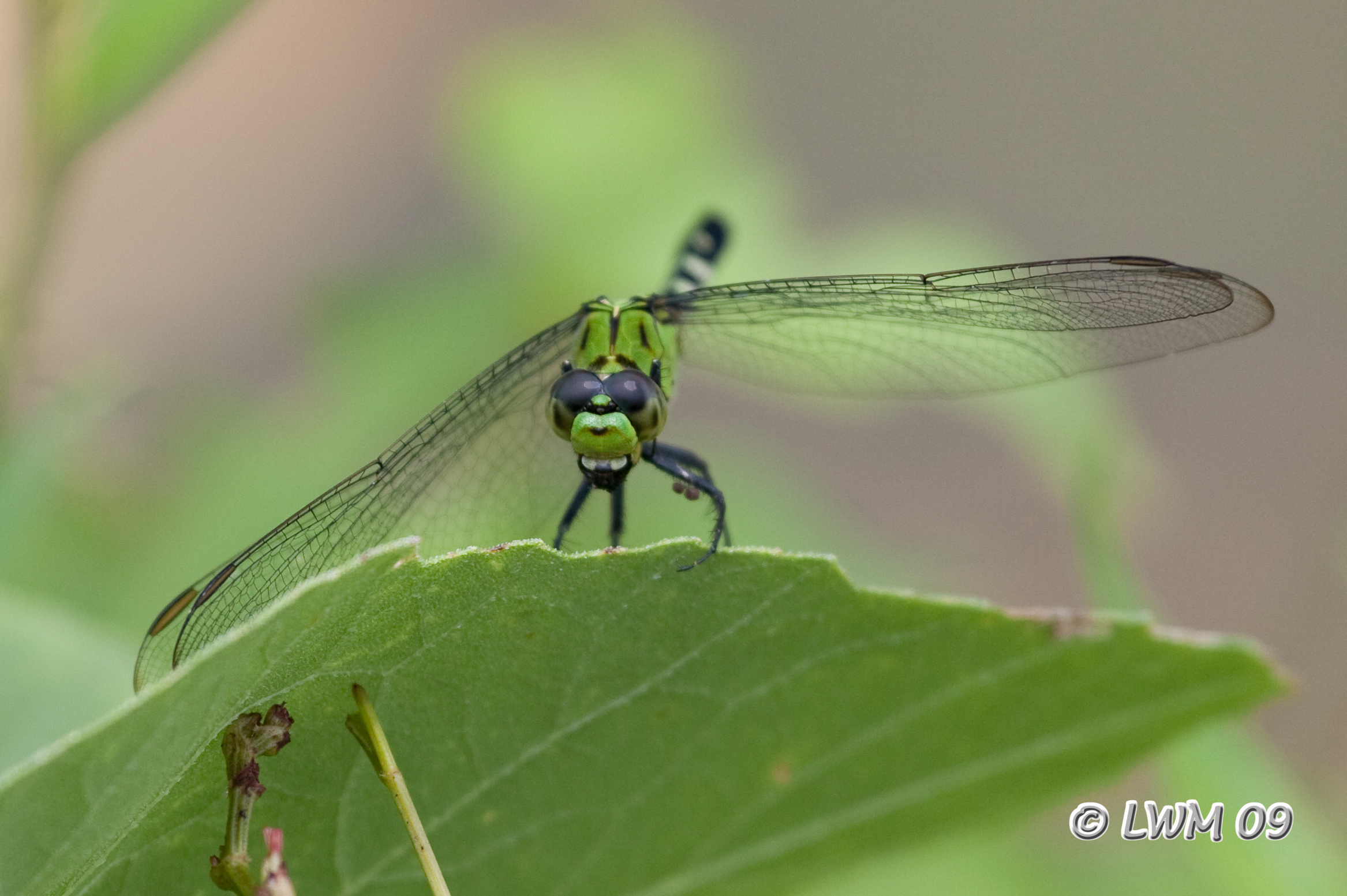 Bubba The Green Dragonfly | Butterfly And Wildlife Gardening And ...