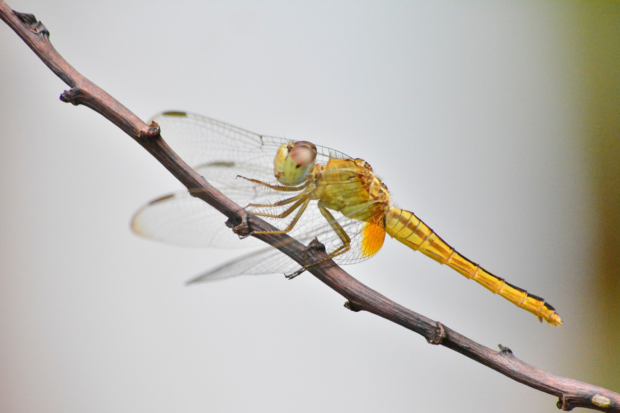 Green dragonfly on brown tree branch photo