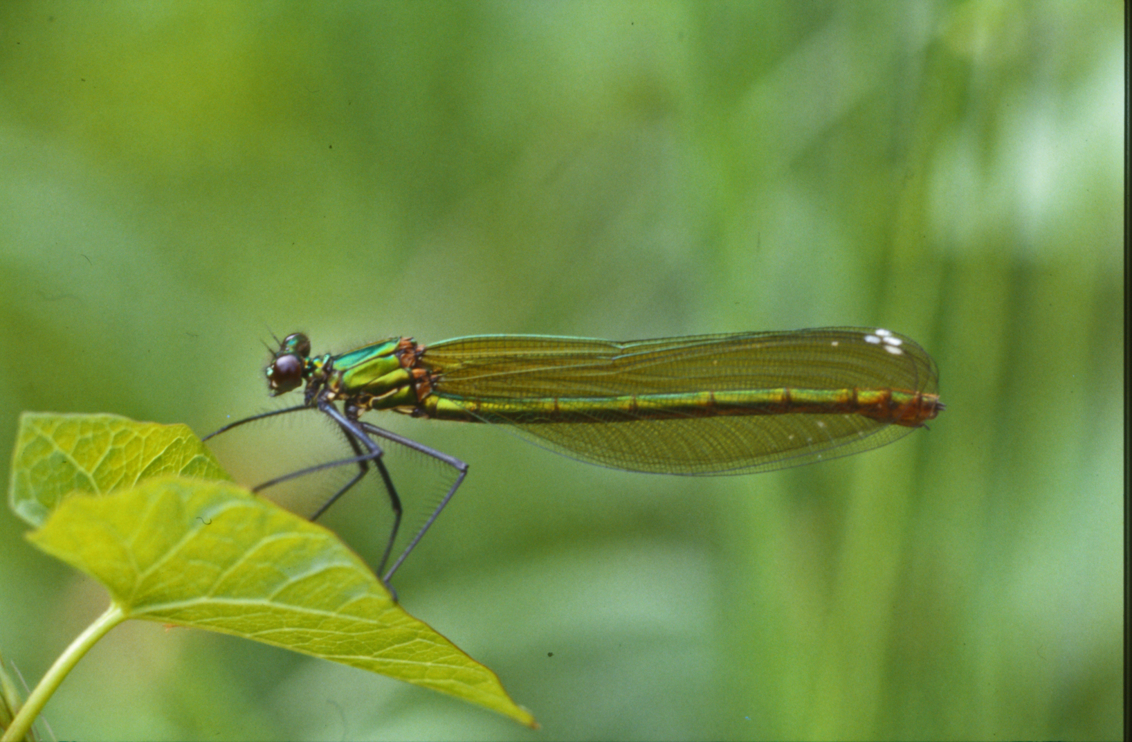 Green dragonfly photo