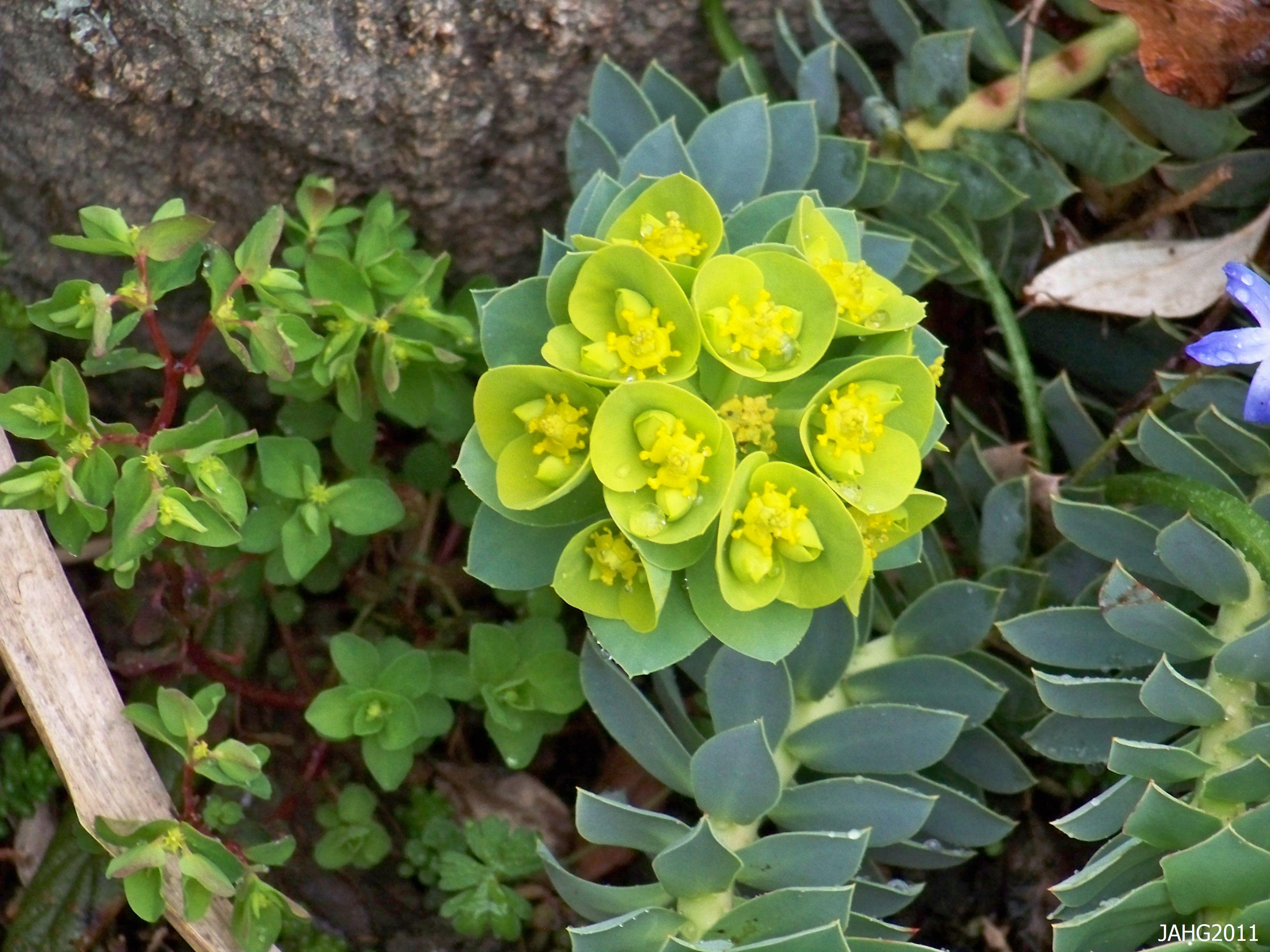 Euphorbia | Name That Plant