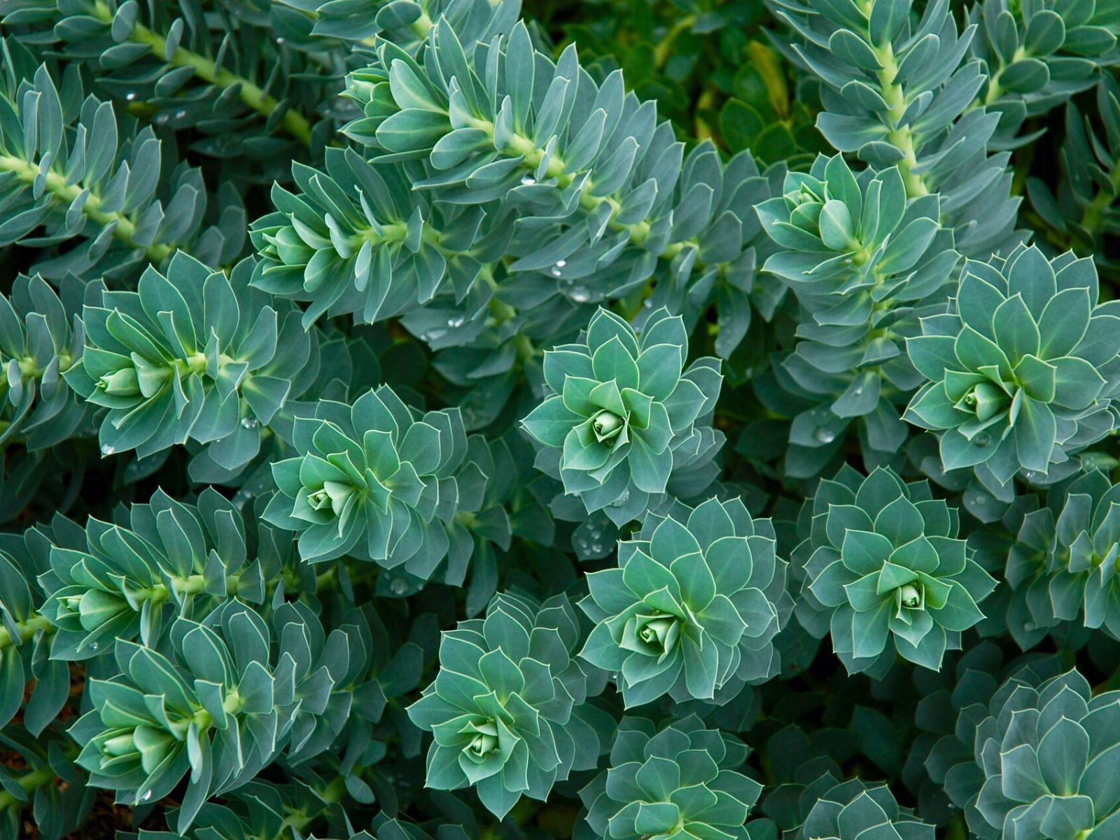 Euphorbia myrsinites - Myrtle Spurge, Donkey Tail | Donkey ...