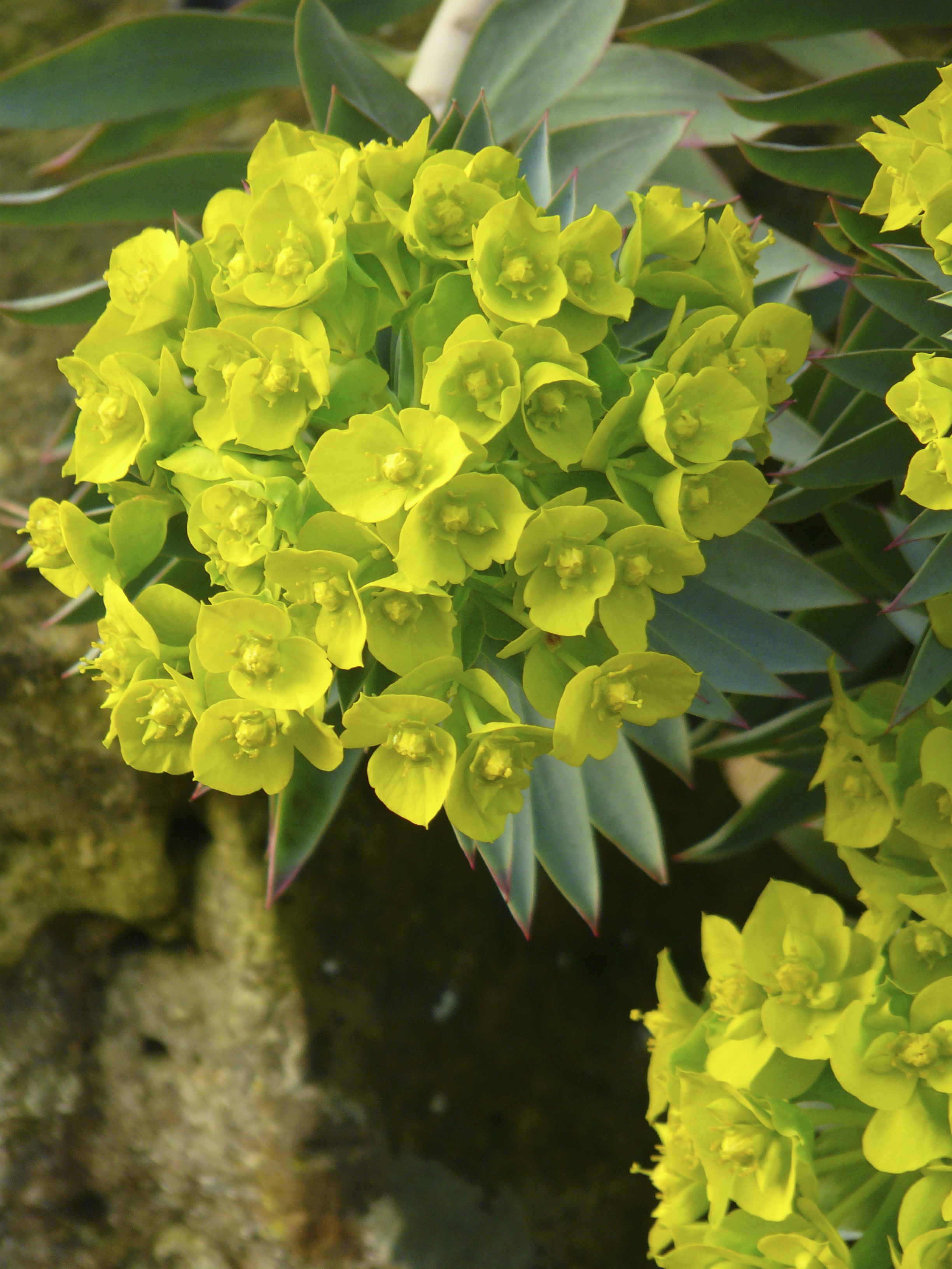 Euphorbia – a plant for all seasons | The Teddington Gardener