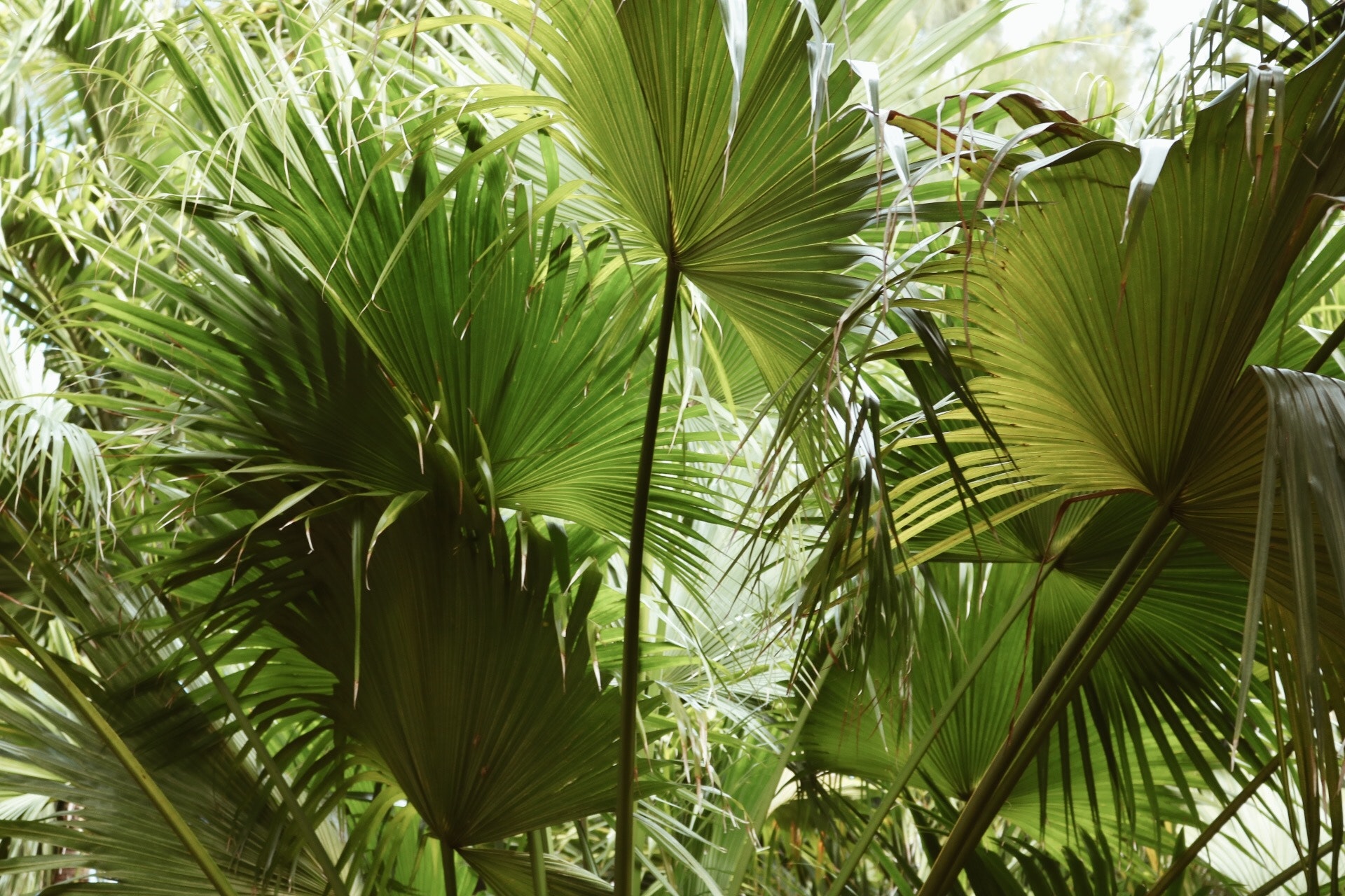 Green fan leaf plant photo