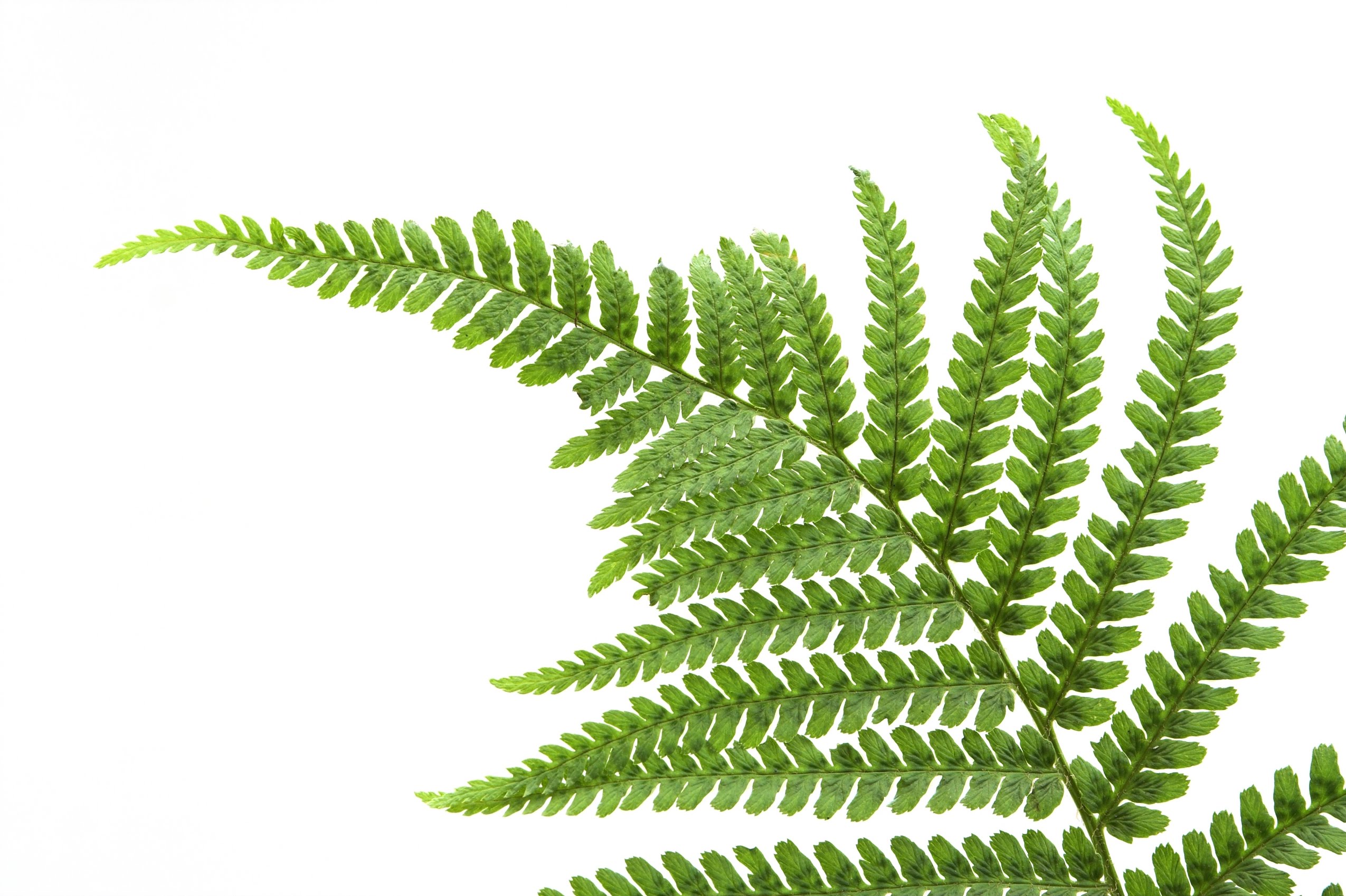 The meaning and symbolism of the word - «Fern»