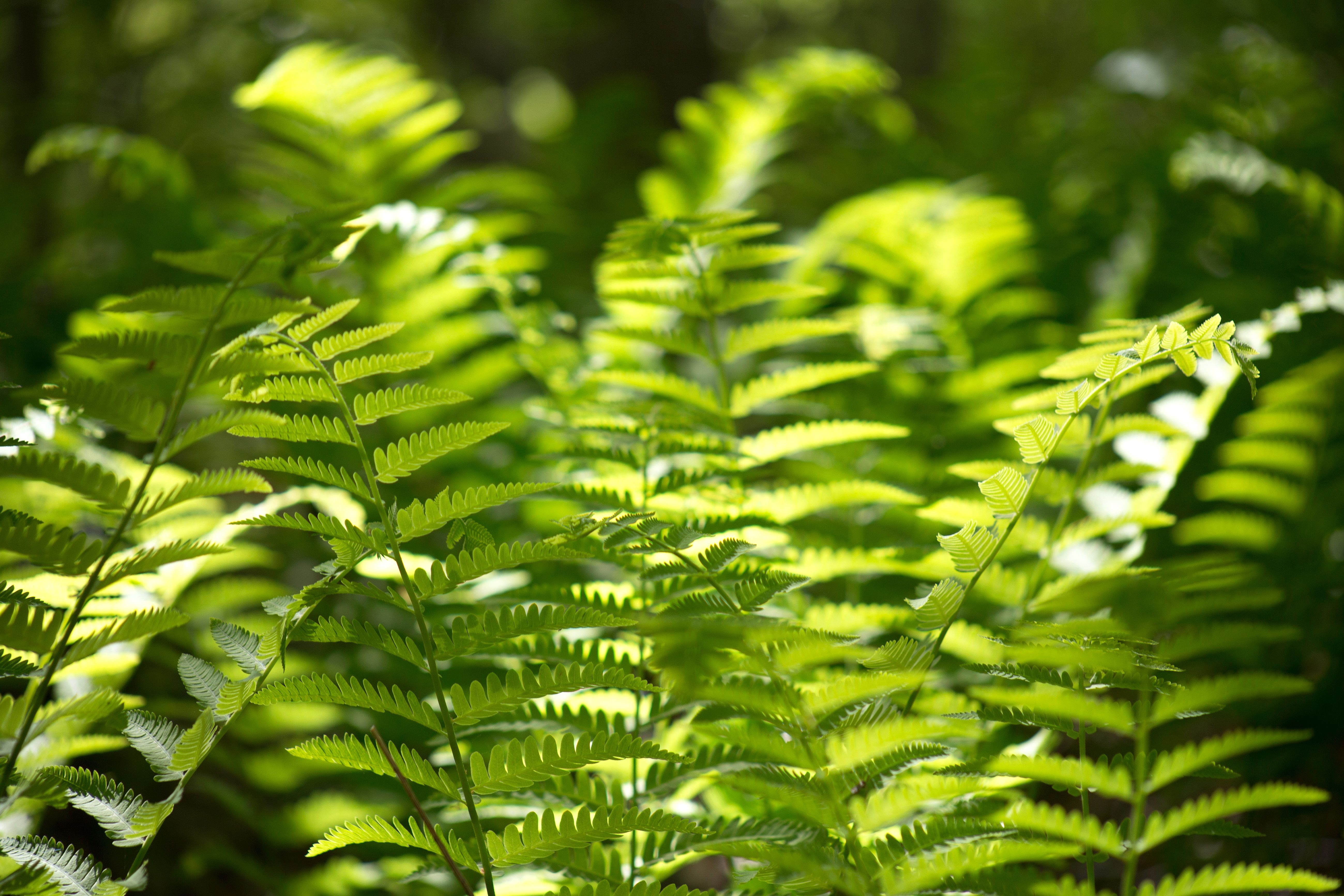 Free picture: fern leaves, green fern plants, forest, woods