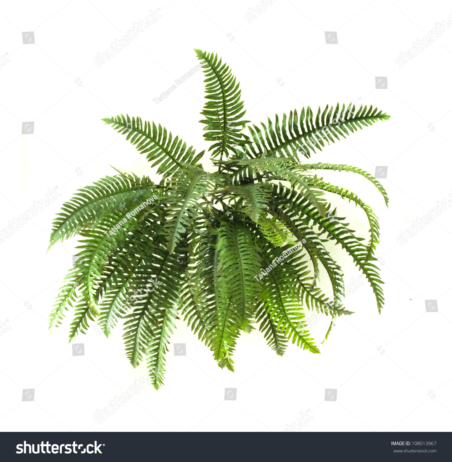 Royalty-free Green fern on white background #108013967 Stock Photo ...