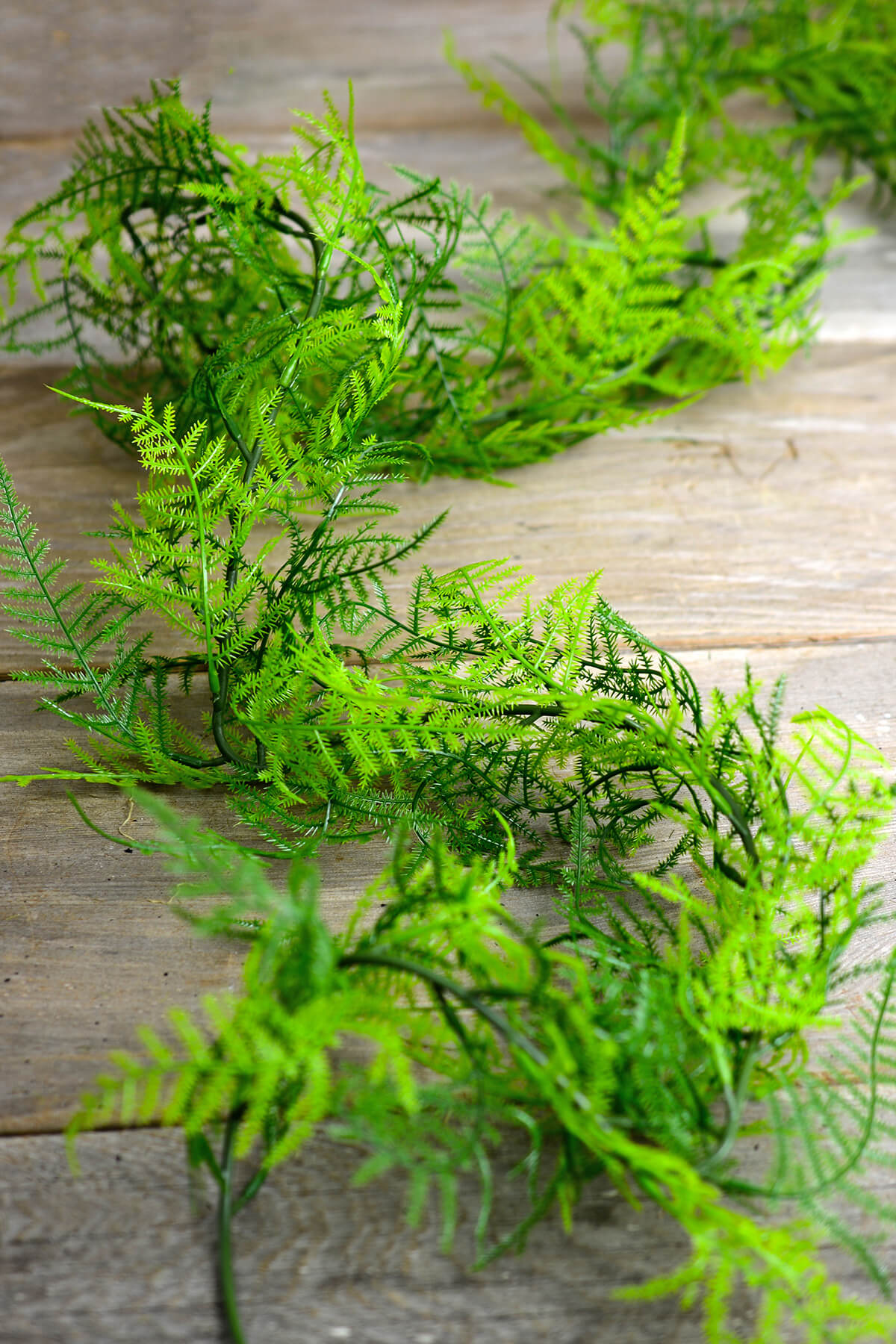 Green fern photo