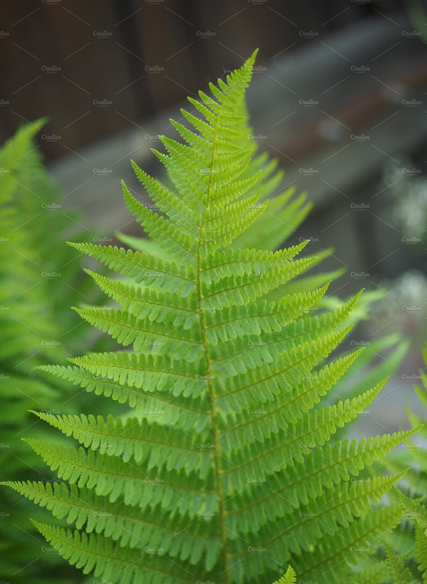 green fern plant ~ Photos ~ Creative Market