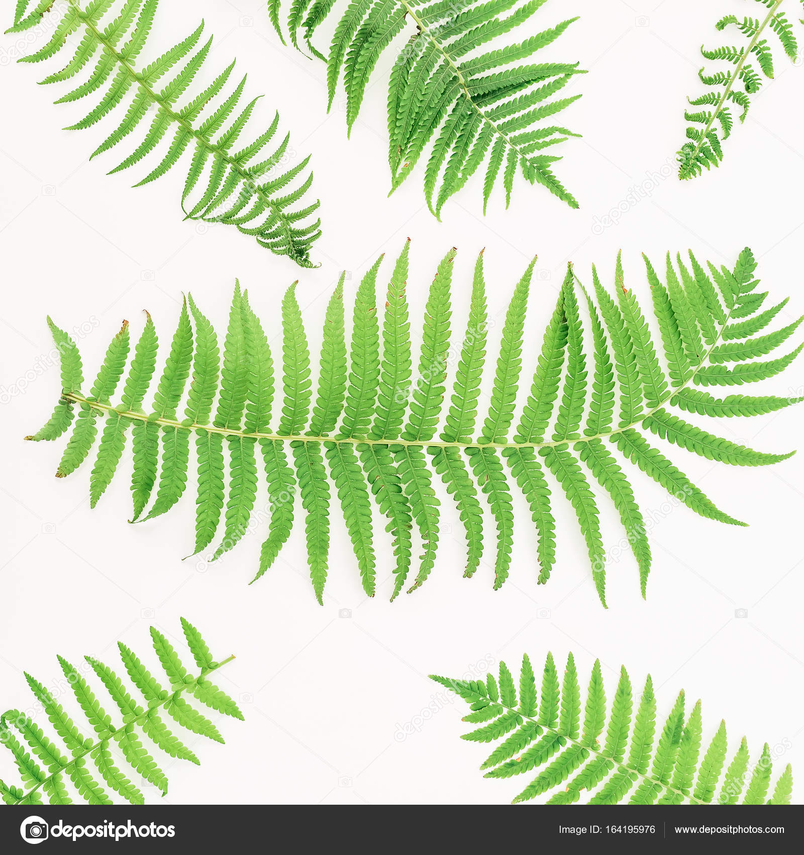 Floral frame of green fern leaves — Stock Photo © Keola #164195976