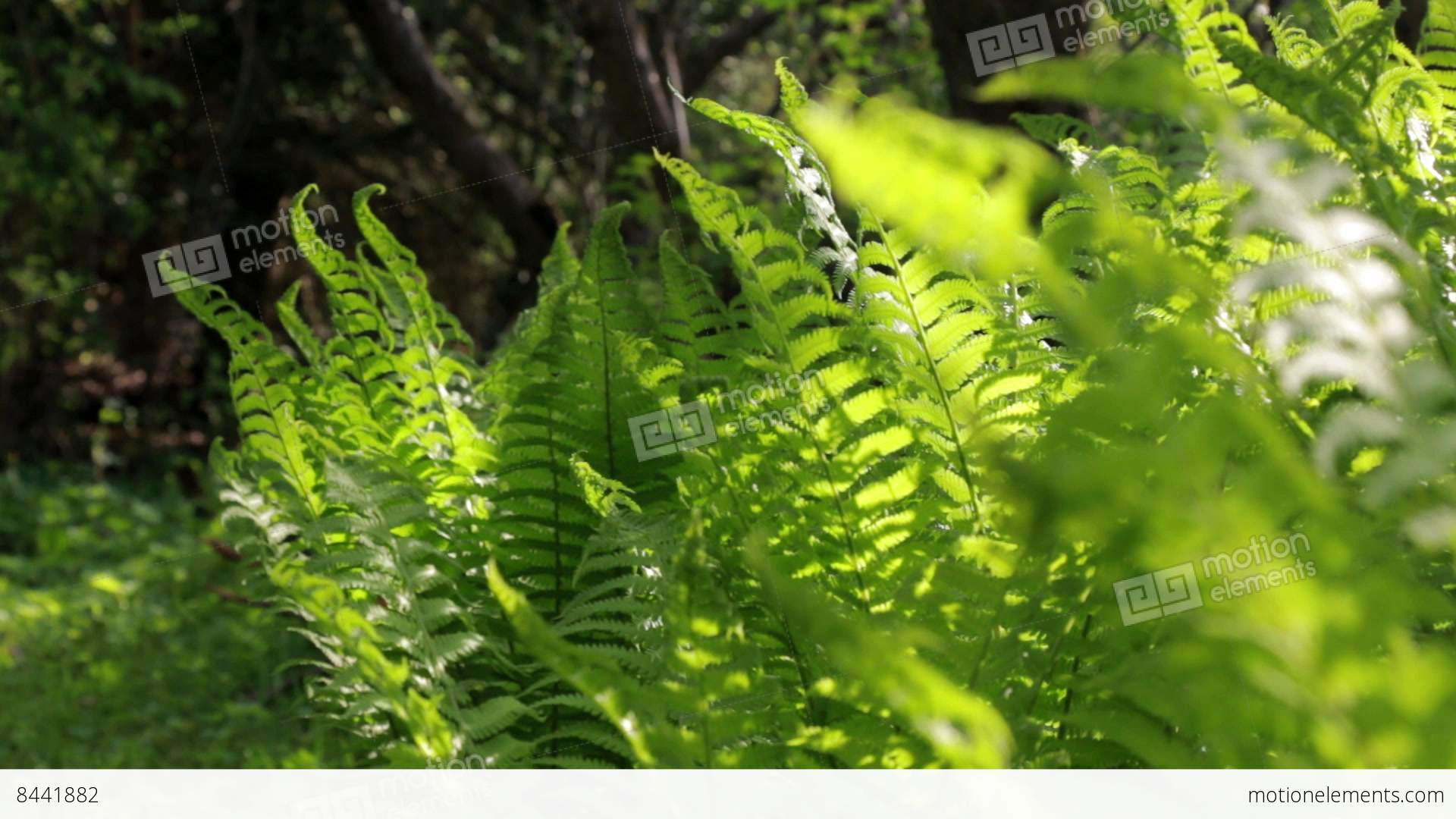 Rack Focus Shot Of Green Ostrich Fern Leaves Stock video footage ...