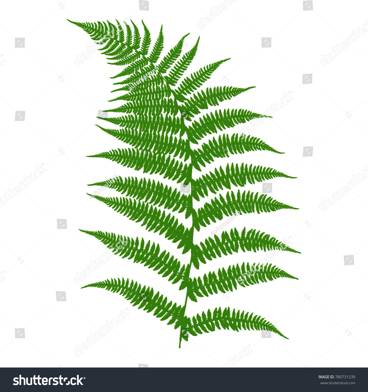 Fern Image Green Fern Leaf On Stock Vector (2018) 780731239 ...