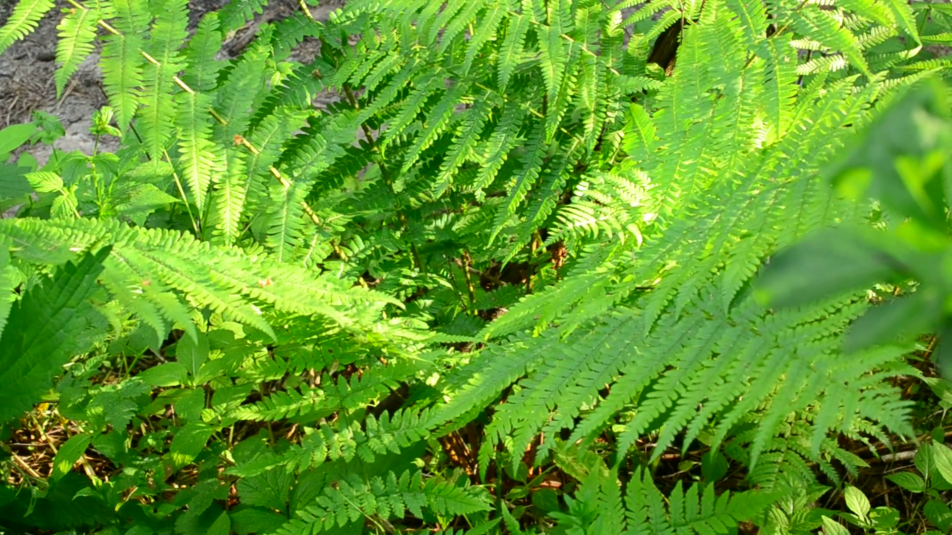 Uncultivated fresh green wild fern swaying gently in wind in spring ...
