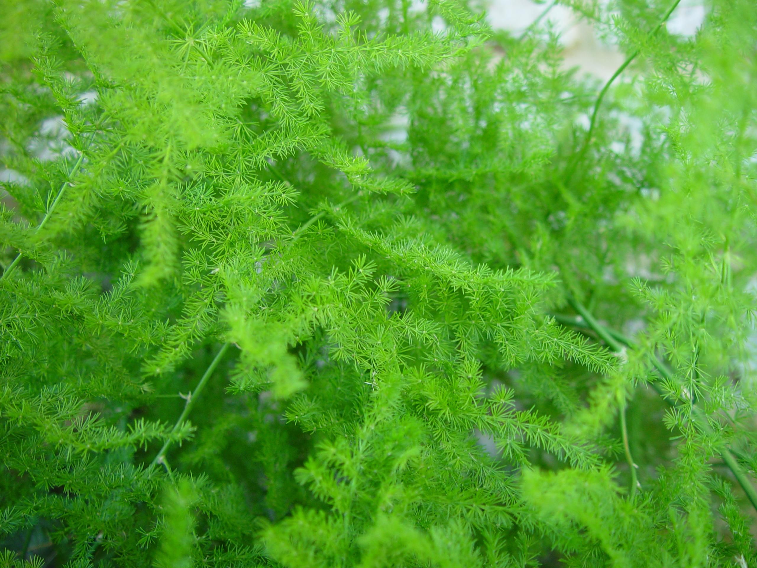 Green fern plant photo