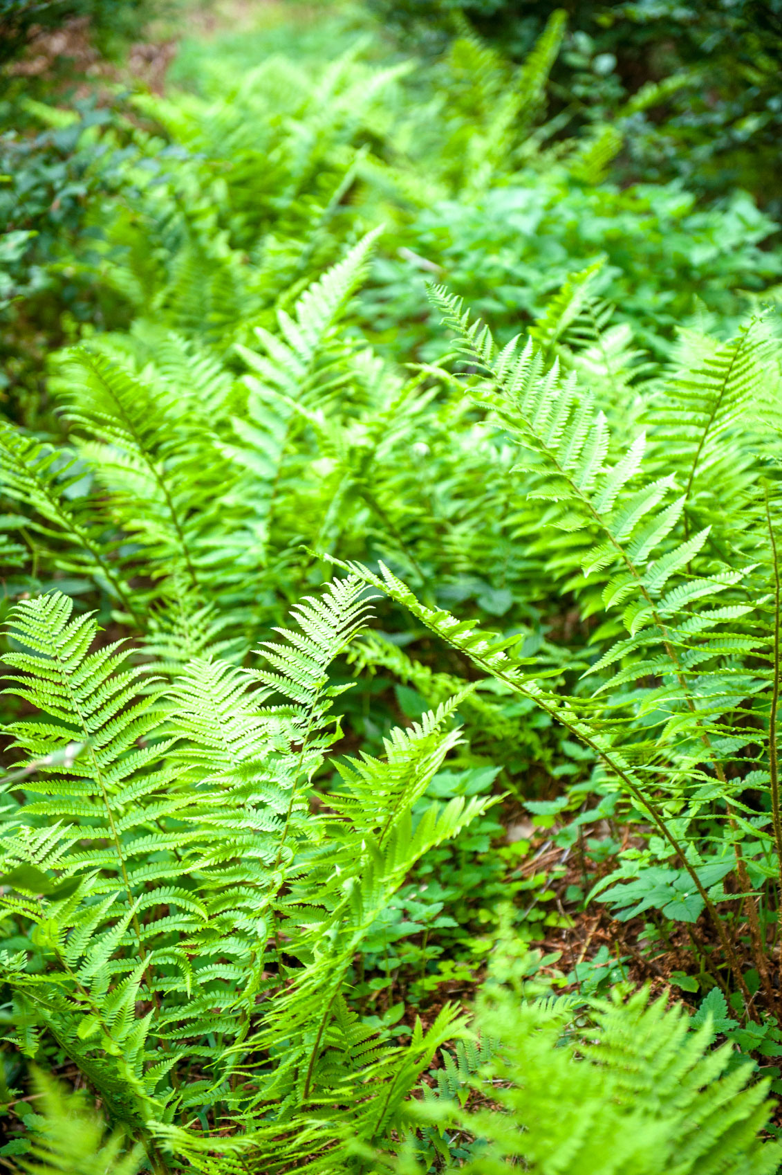 Garden Ferns ? How To Grow And Care For A Fern Garden Outdoors