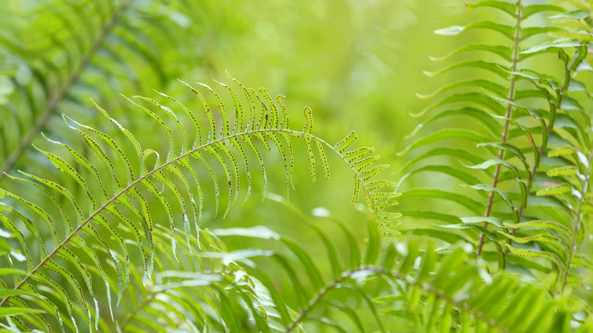 Green fern plant in forest Stock Video Footage - VideoBlocks
