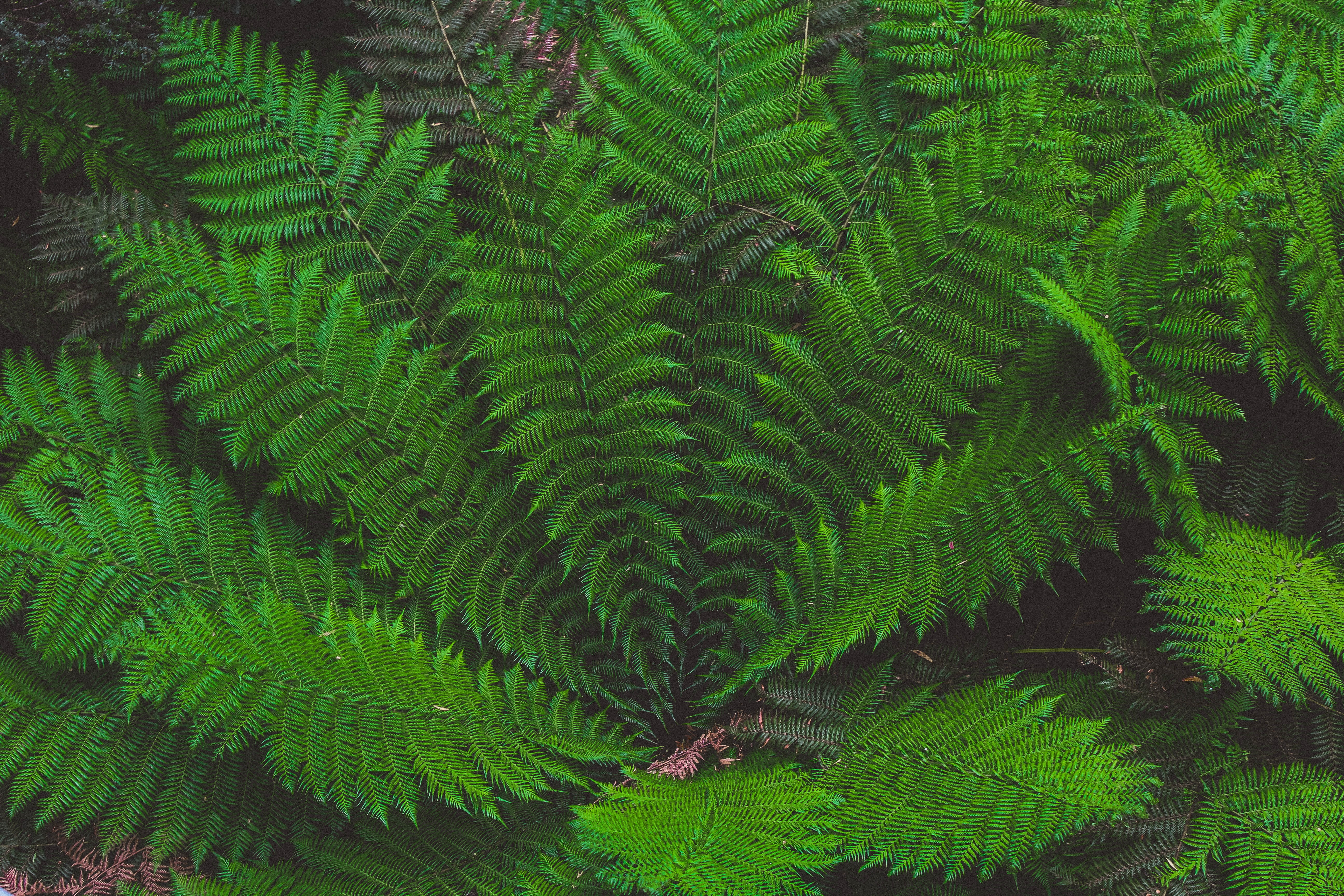 Green fern plant, Leaves, Plant, Green HD wallpaper | Wallpaper Flare