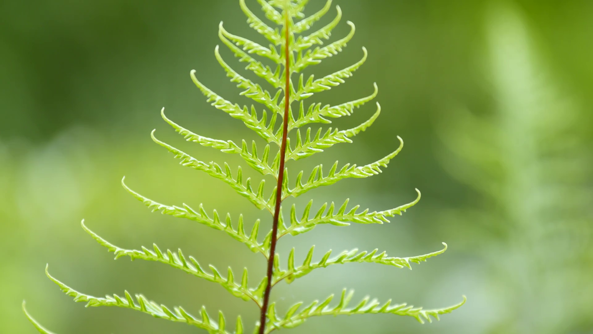 Green fern plant close up Stock Video Footage - VideoBlocks
