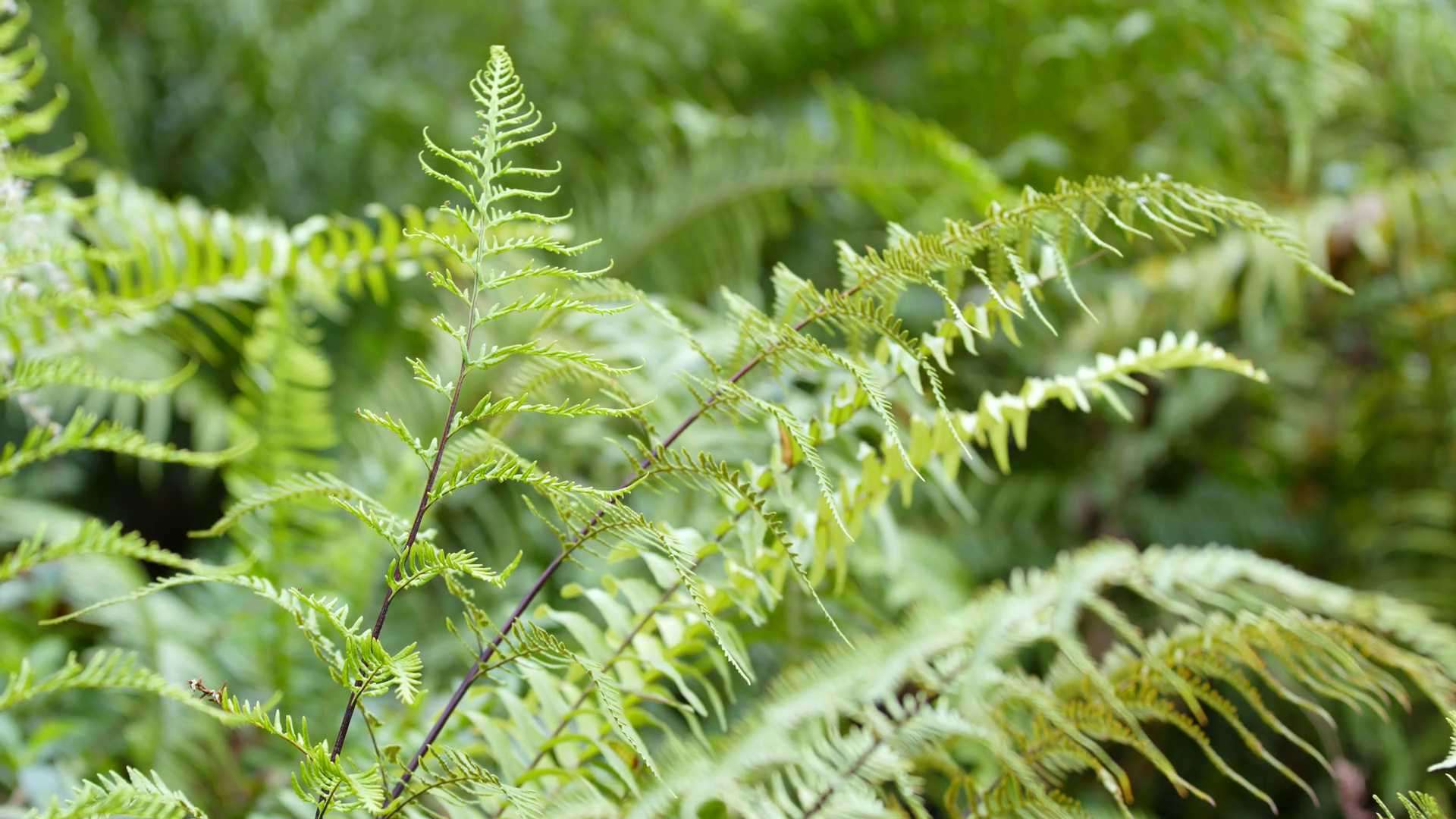 Green fern plant in forest Stock Video Footage - Videoblocks