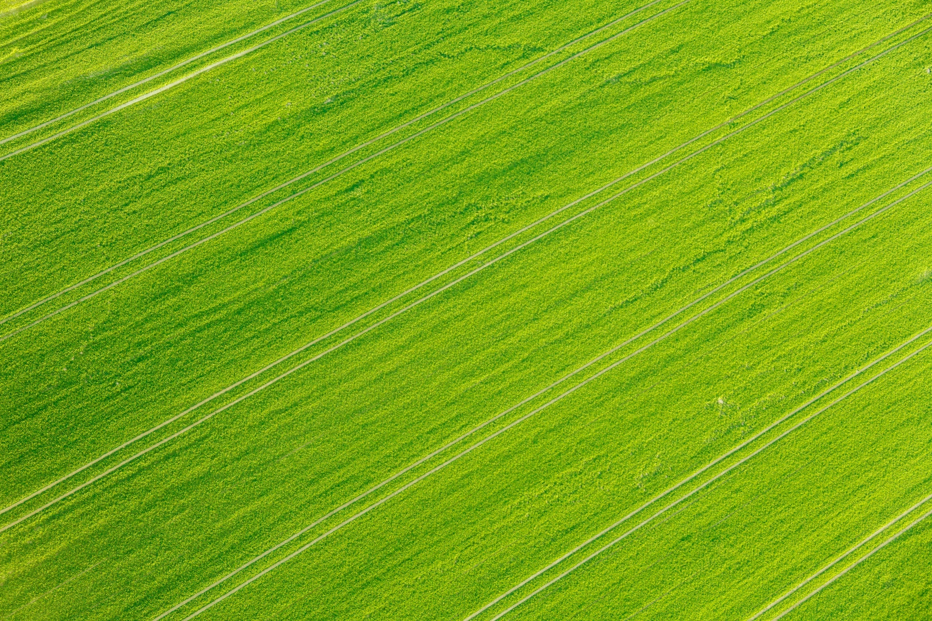 Green Field Background Free Stock Photo - Public Domain Pictures